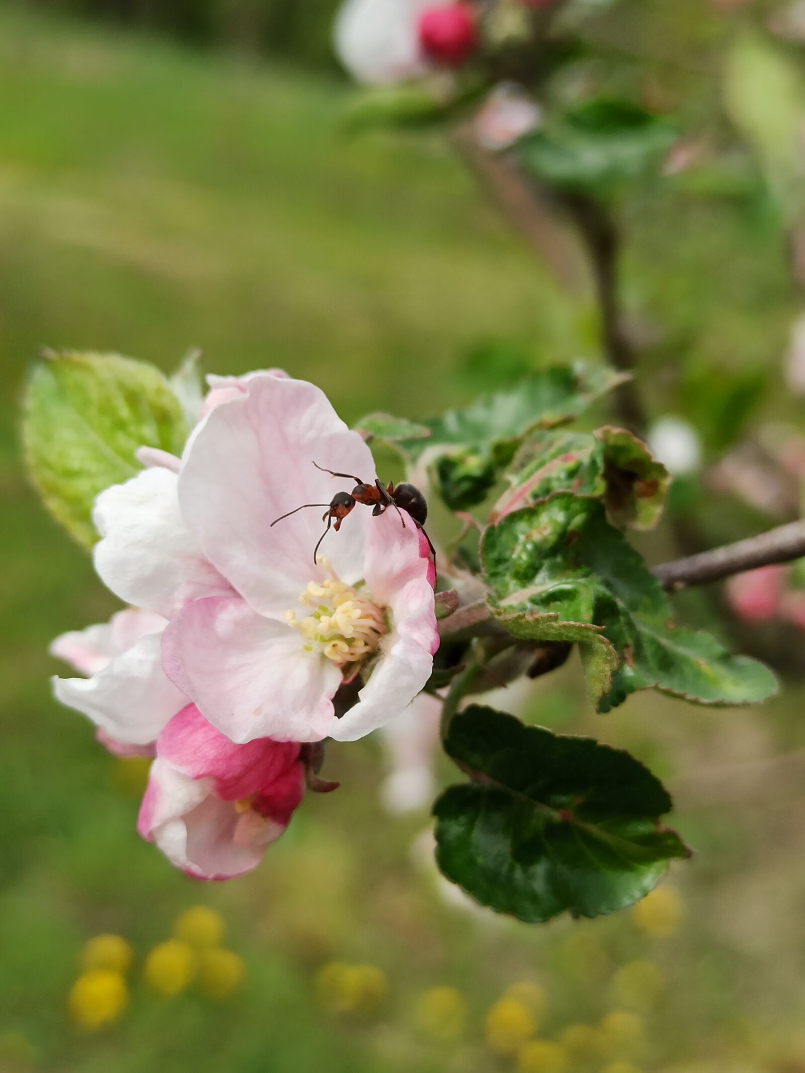 Xiaomi Redmi Note 8 Pro sample photo. Ant, insect, flower photography