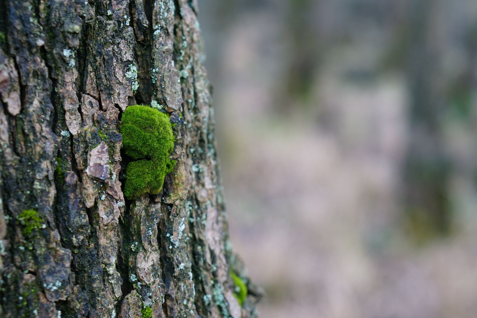 E 50mm F1.8 OSS sample photo. Moss, tree, forest photography