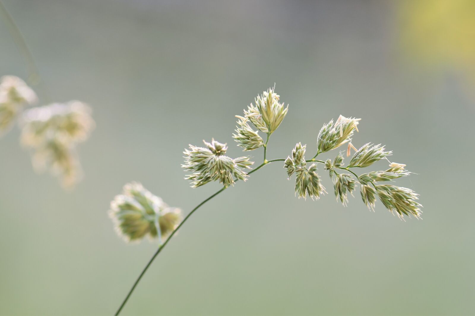 Nikon D5500 sample photo. Grass, meadow, green photography