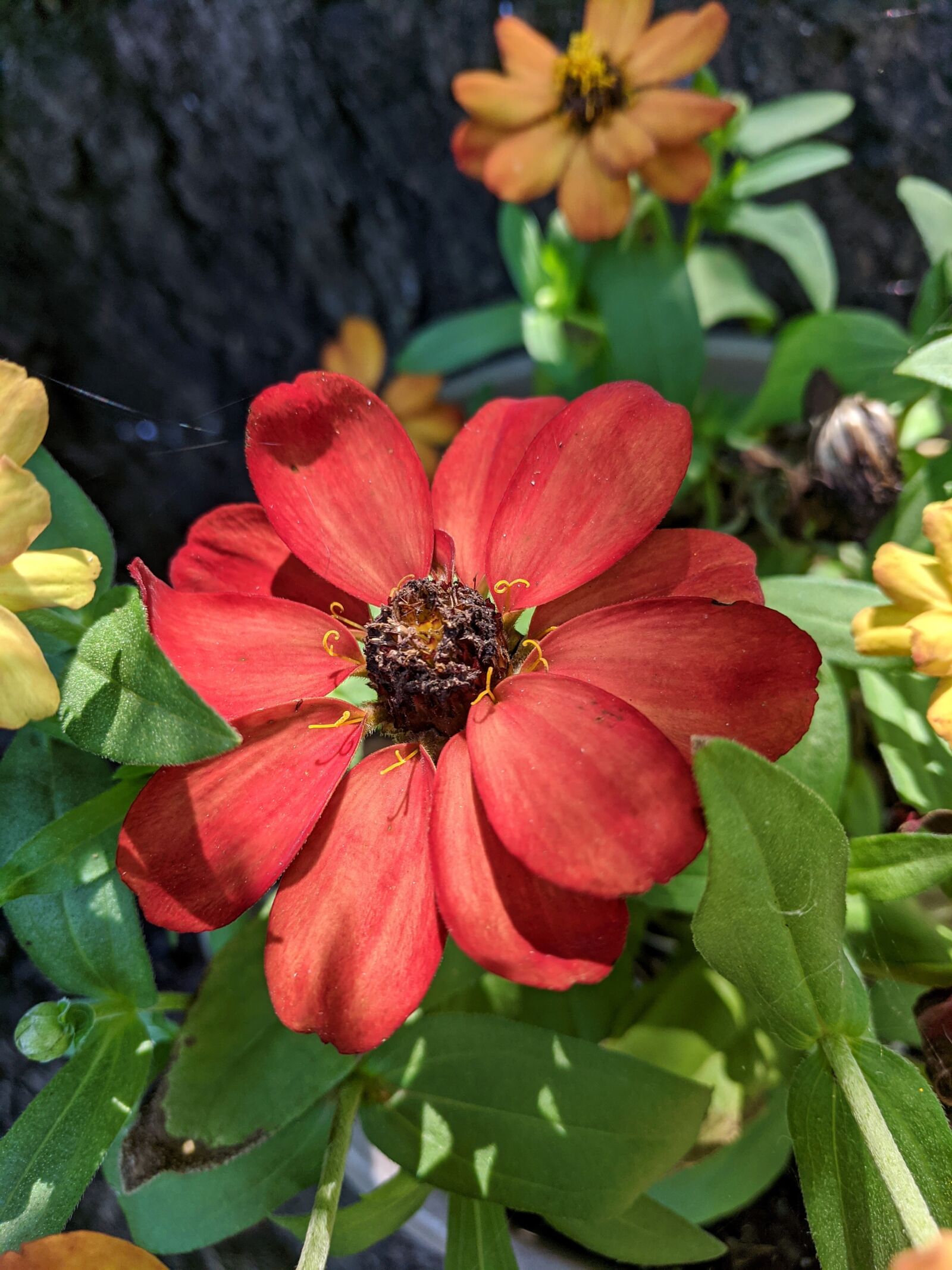 Google Pixel sample photo. Red flower, blooms, blooming photography