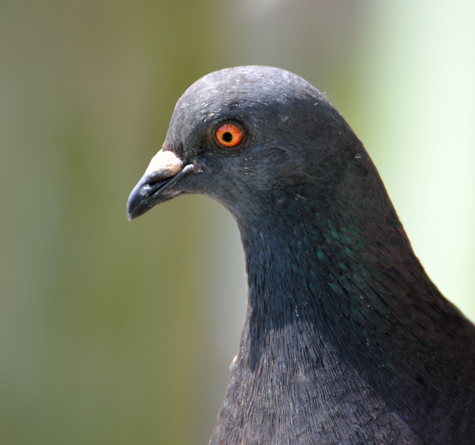 Nikon D7000 sample photo. Pigeon, bird, eyes photography