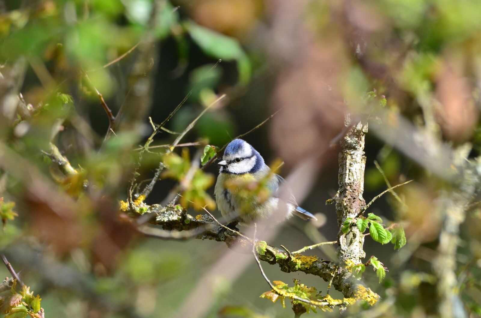 Nikon D7000 sample photo. Tit, bird, nature photography