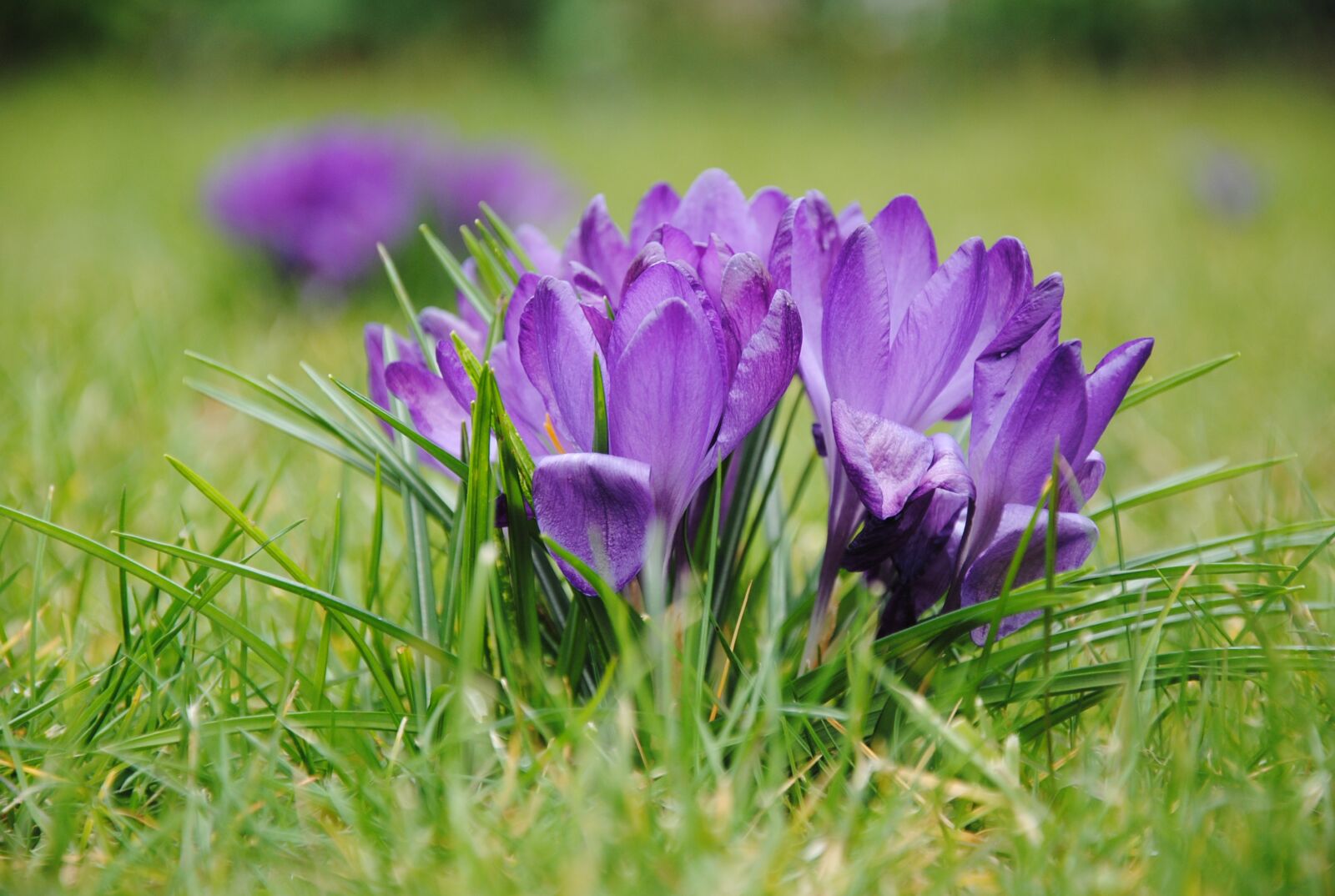 Nikon D3000 sample photo. Flower, nature, plant photography