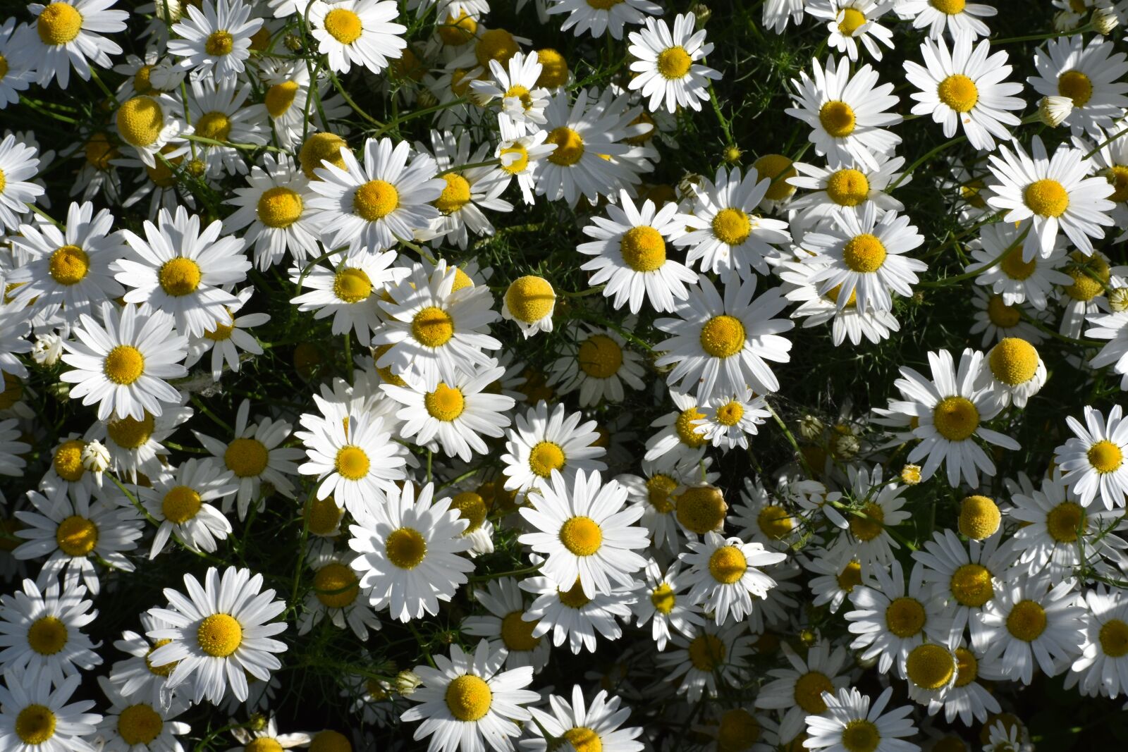 Nikon D3400 sample photo. Daisy, drug, flowers photography