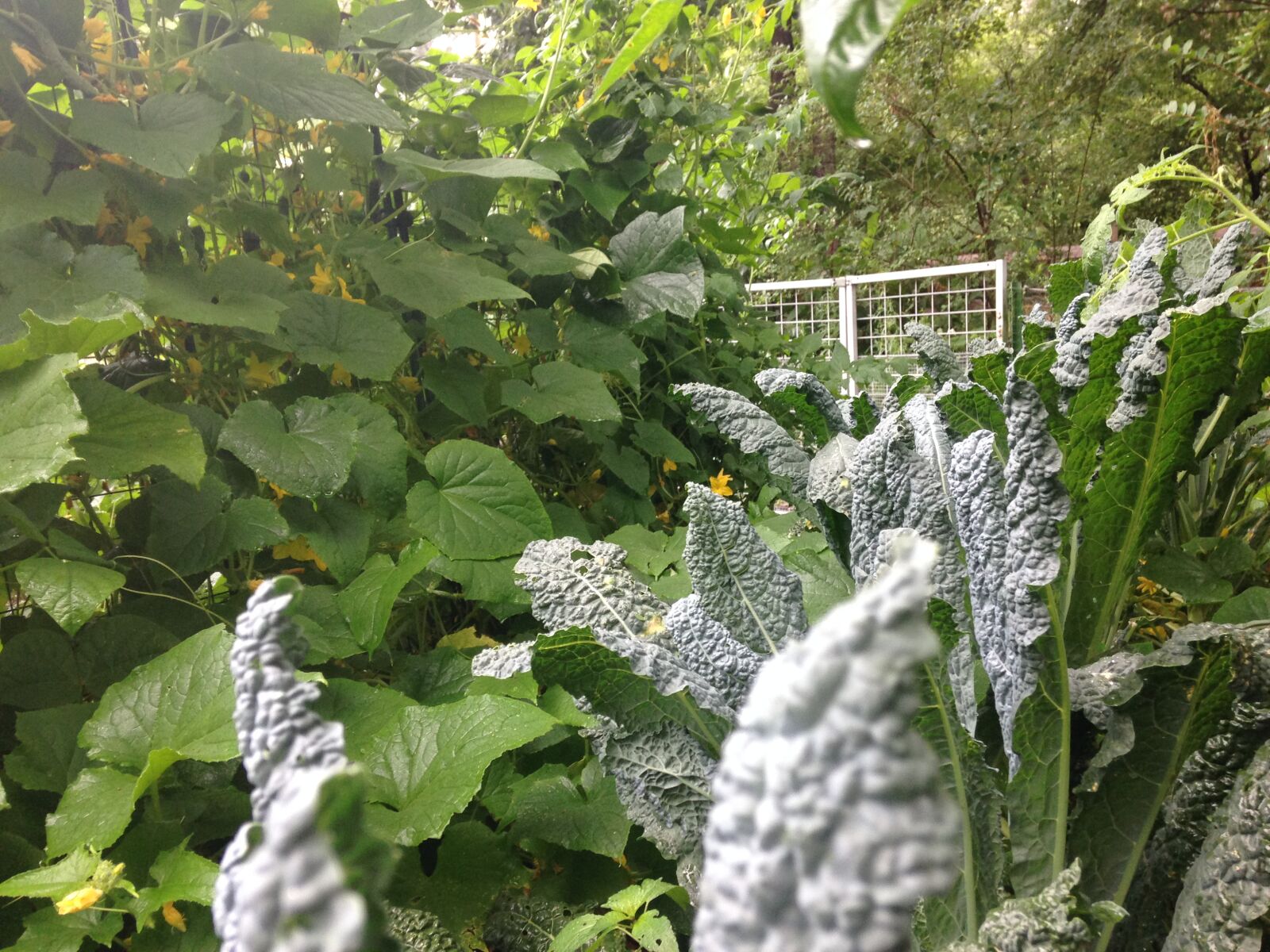 iPhone 5c back camera 4.12mm f/2.4 sample photo. Kale, and, cucumbers, in photography