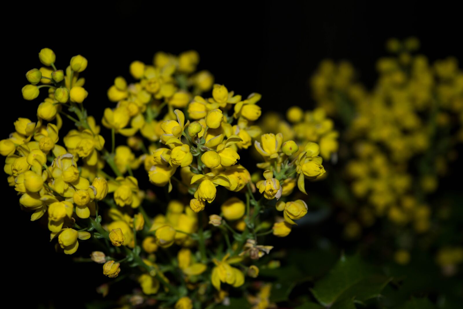 Nikon D5500 sample photo. Yellow, flower, from photography