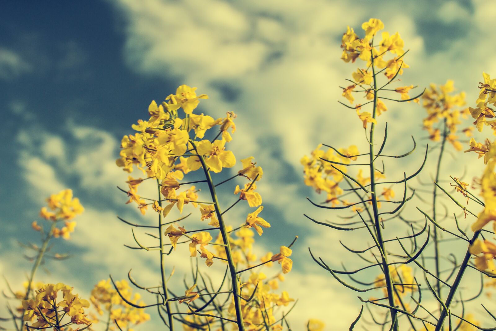 Canon EOS 700D (EOS Rebel T5i / EOS Kiss X7i) sample photo. Rapeseed, yellow, sky photography