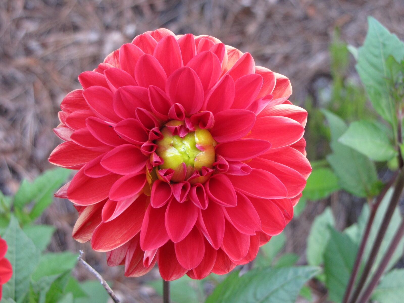 Canon PowerShot SX10 IS sample photo. Plant, nature, flower photography