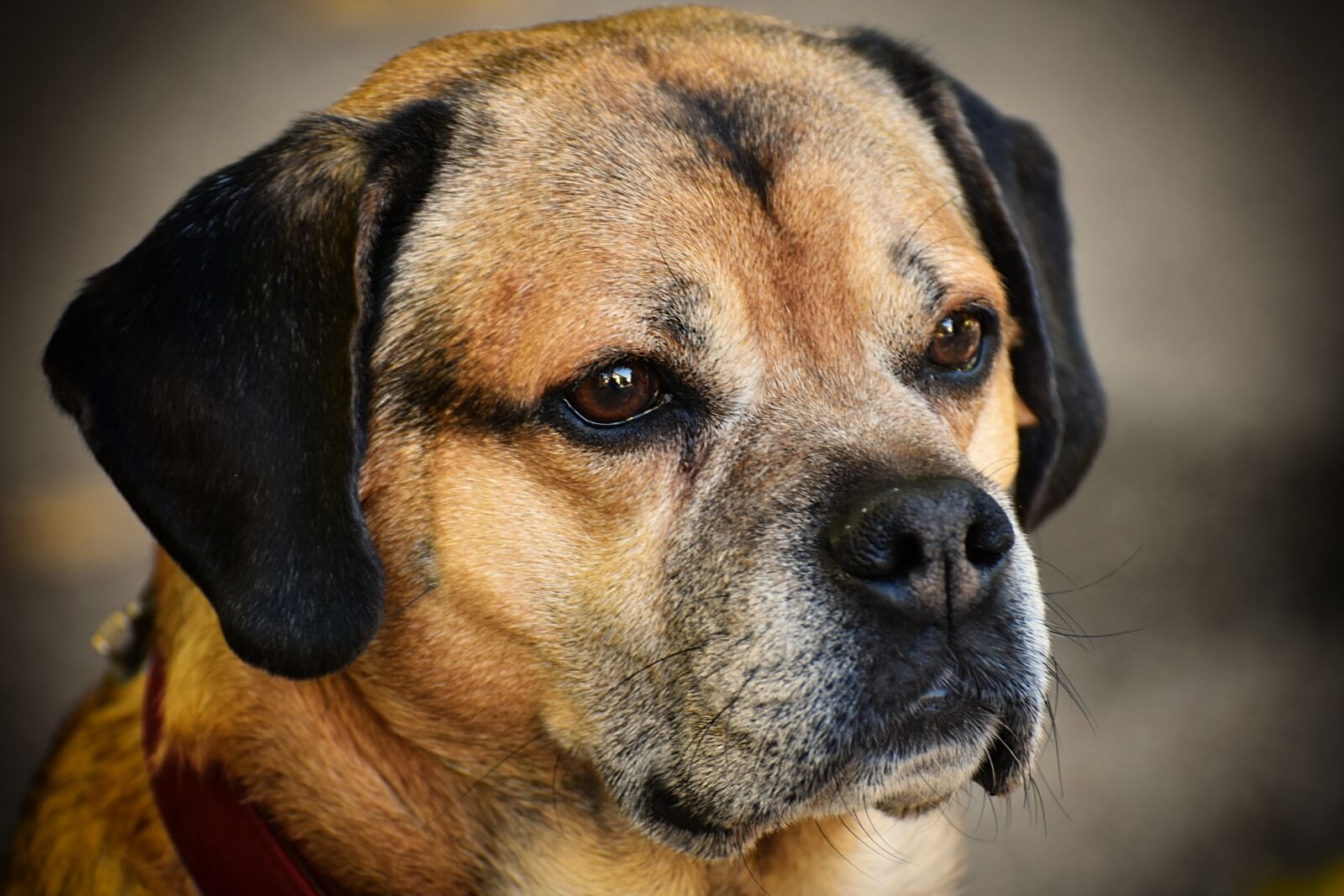 Nikon D7200 sample photo. Dog, pet, quadruped photography