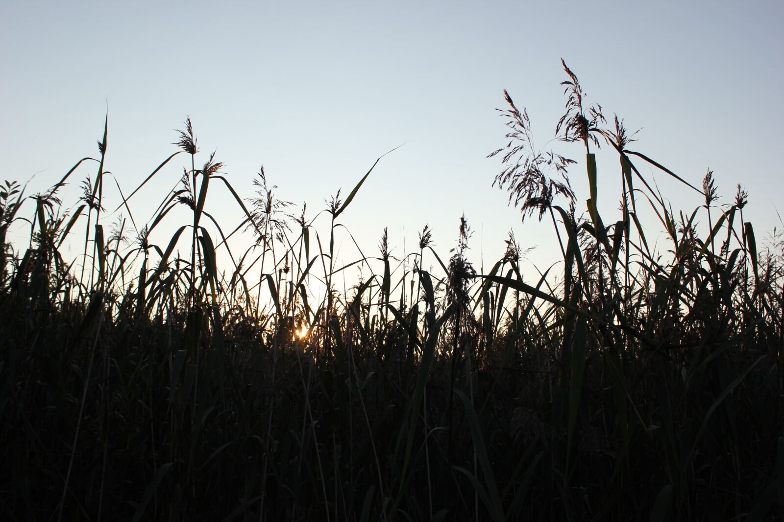Canon EOS 550D (EOS Rebel T2i / EOS Kiss X4) sample photo. Backlighting, silhouette, sea grass photography