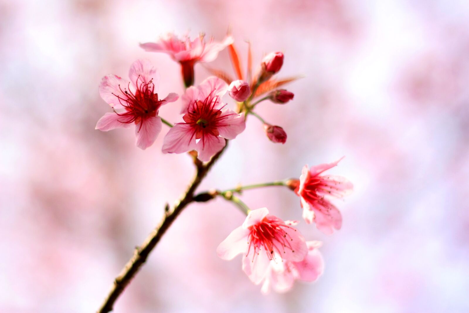Canon EOS 450D (EOS Rebel XSi / EOS Kiss X2) sample photo. Cherry blossom, flowers, winter photography