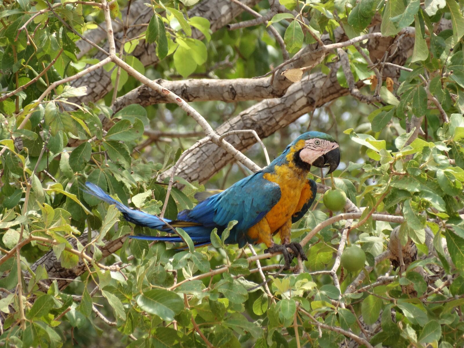 Sony Cyber-shot DSC-HX300 sample photo. Arara, bird, colorful photography