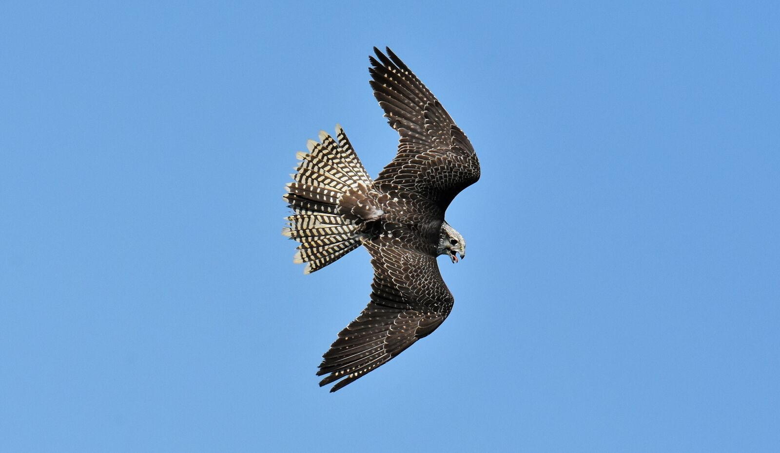 Nikon D7200 sample photo. Falcon, bird of prey photography