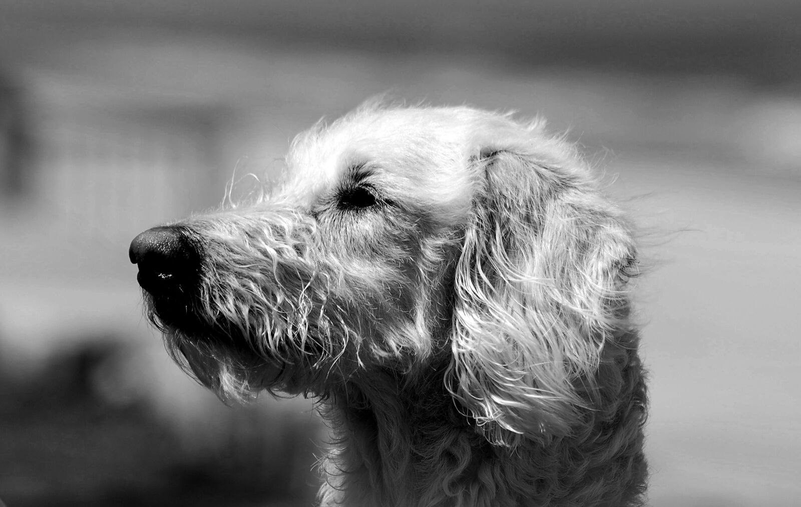 Nikon D200 sample photo. Labradoodle, mix breed, dog photography