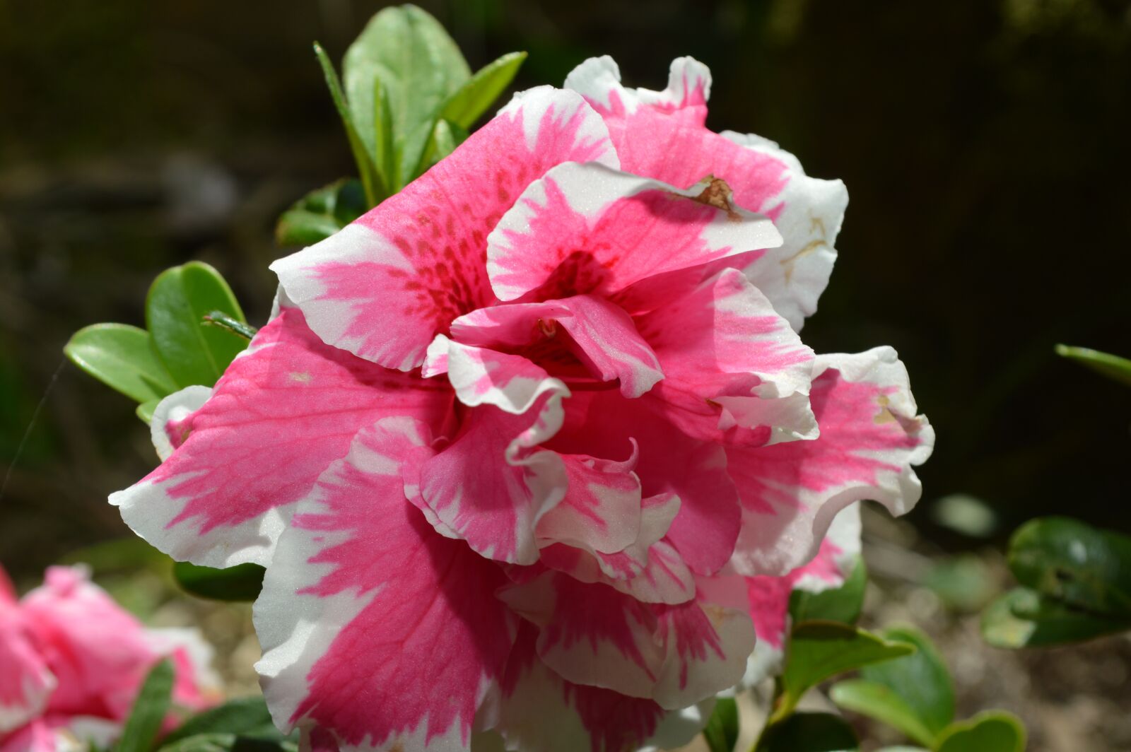 Nikon D3200 sample photo. Flower, rosa, green photography