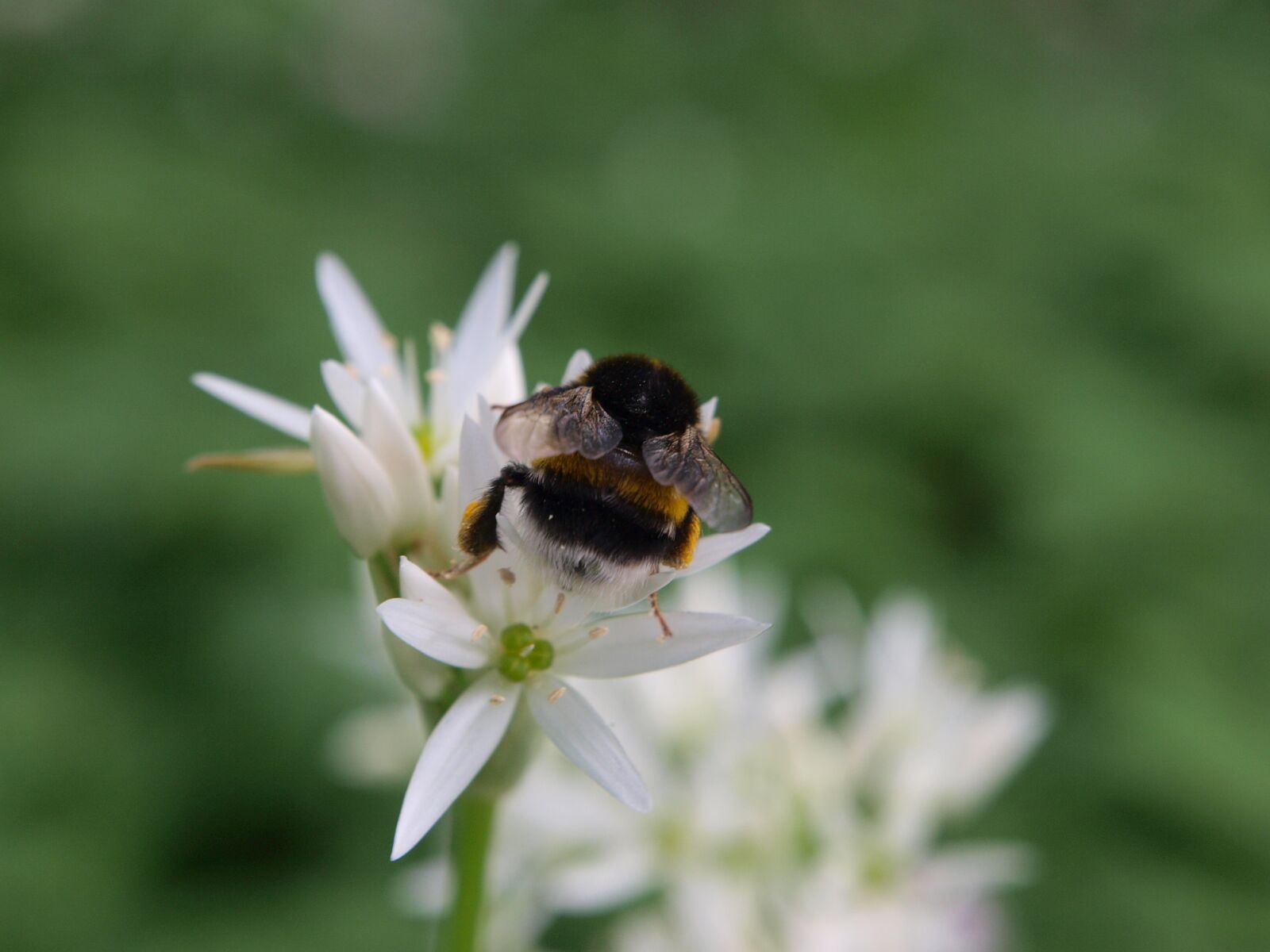 Olympus E-520 (EVOLT E-520) sample photo. Nature, bumblebee, pollination photography