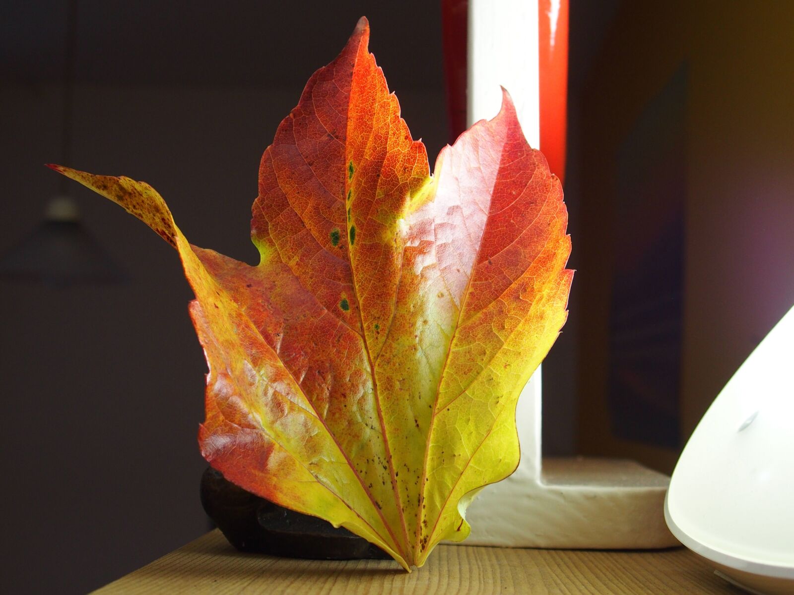 Olympus STYLUS1,1s sample photo. Autumn, colorful, leaf photography