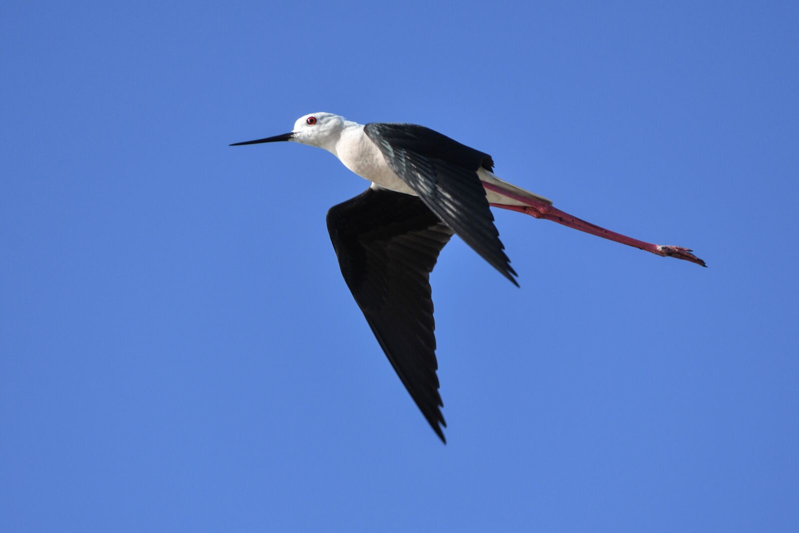 Nikon D500 sample photo. Black-winged stilt, flight, bird photography