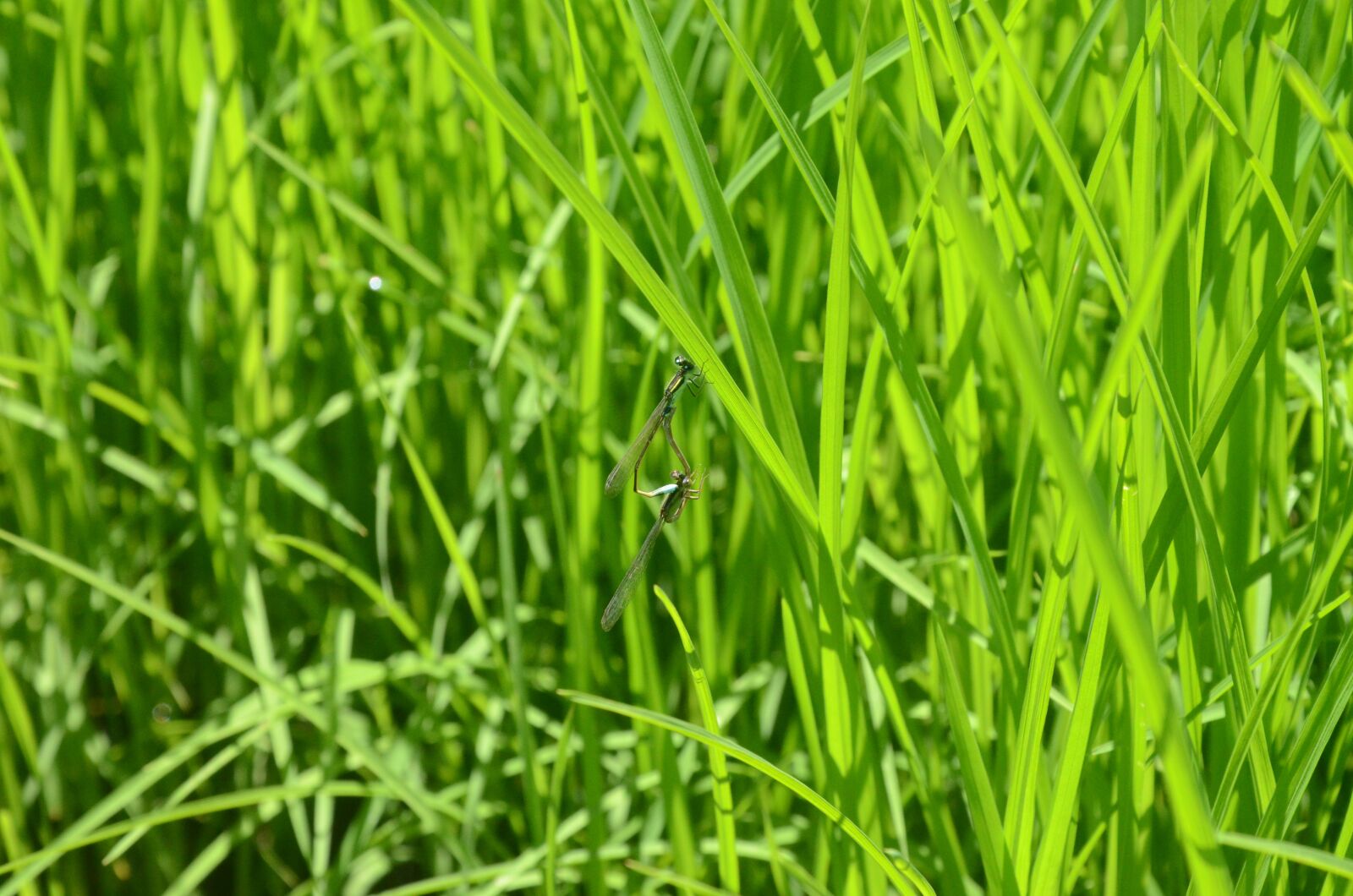 Nikon D7000 sample photo. Dragonfly, insect, biology photography