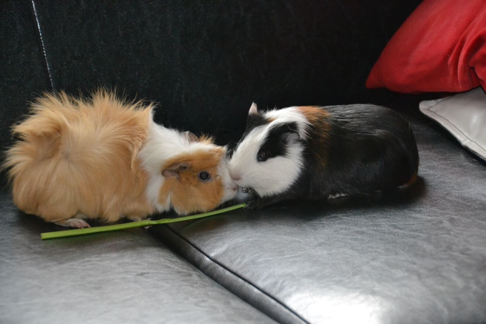Nikon D3100 sample photo. Guinea pigs, animal, pet photography