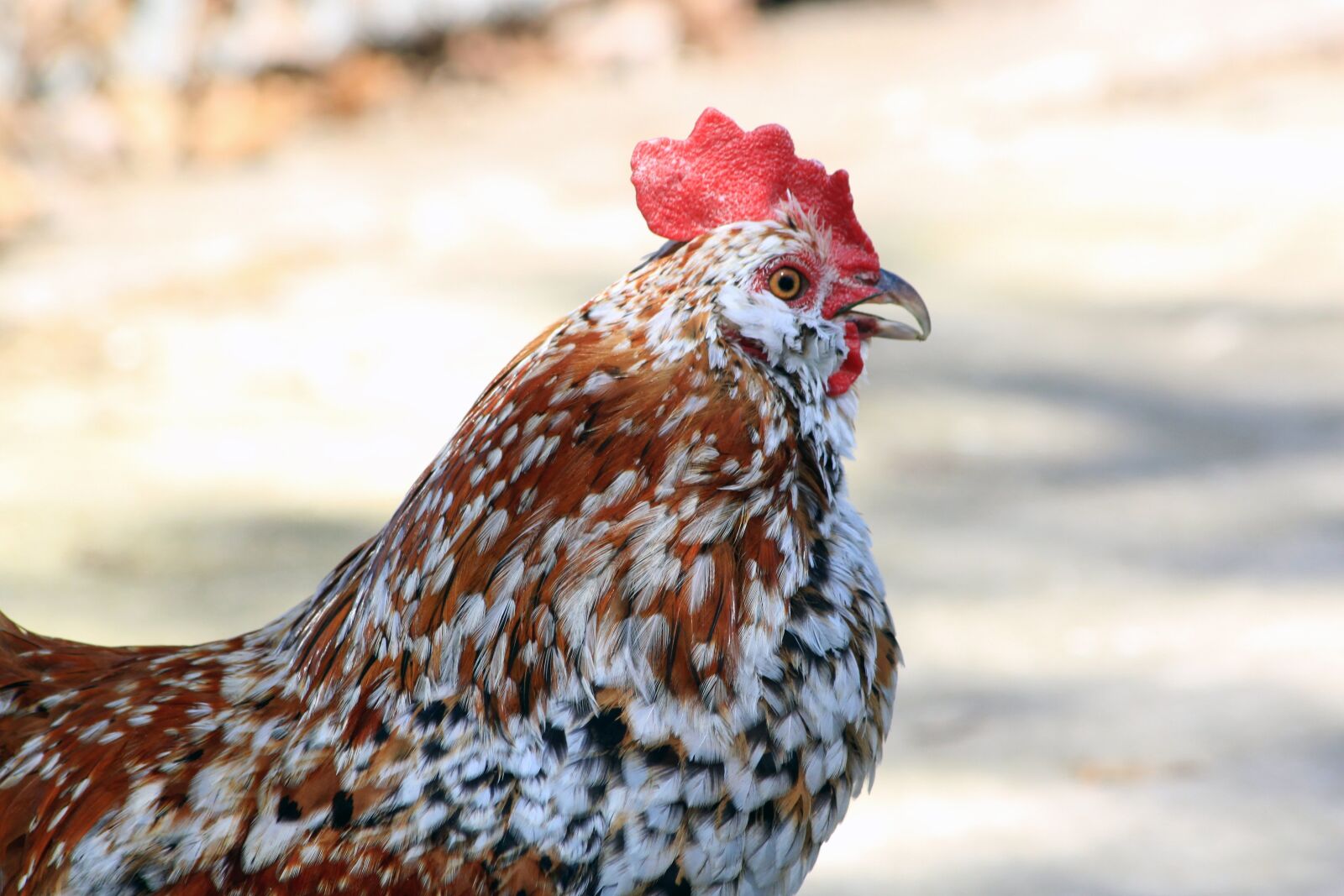 Canon EOS 500D (EOS Rebel T1i / EOS Kiss X3) sample photo. Rooster, cockerel, bantam photography