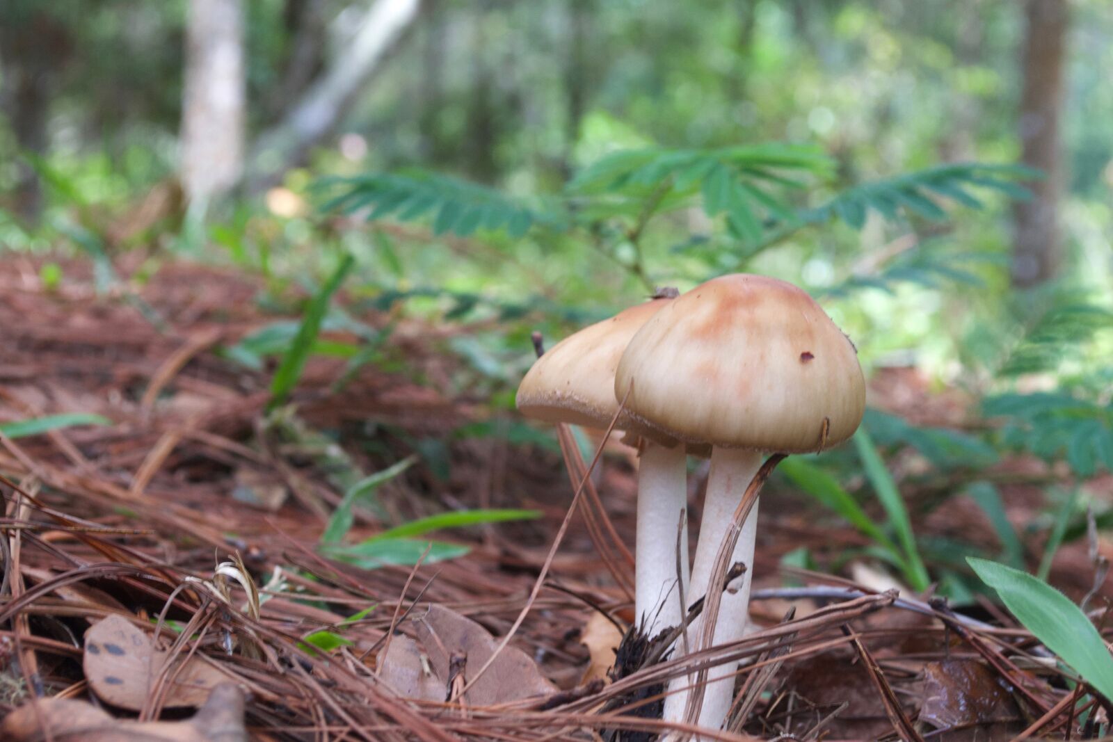 Nikon D3100 sample photo. Flora, nature, soil photography