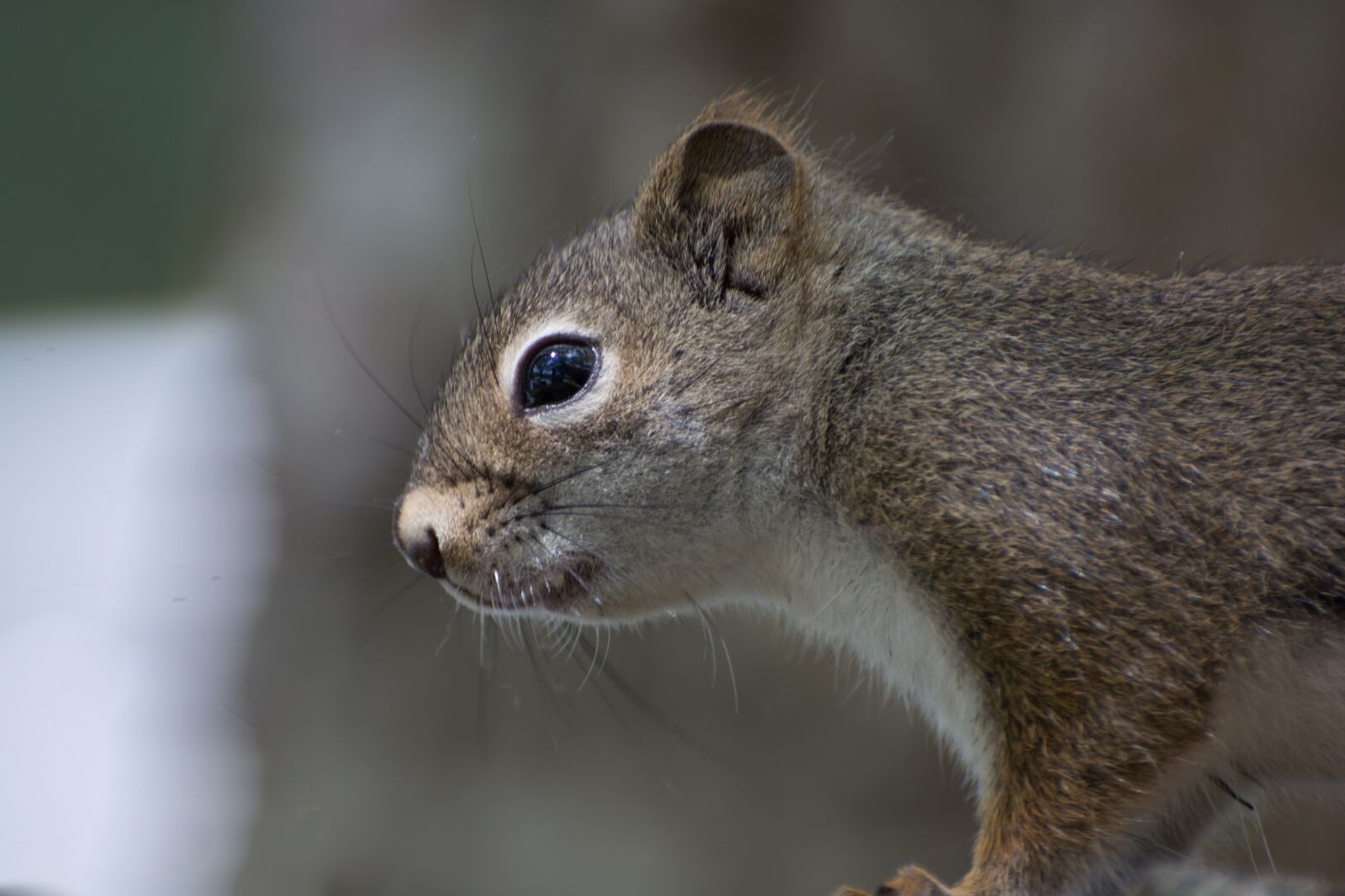 Nikon D7100 sample photo. Squirrel, baby, portrait photography