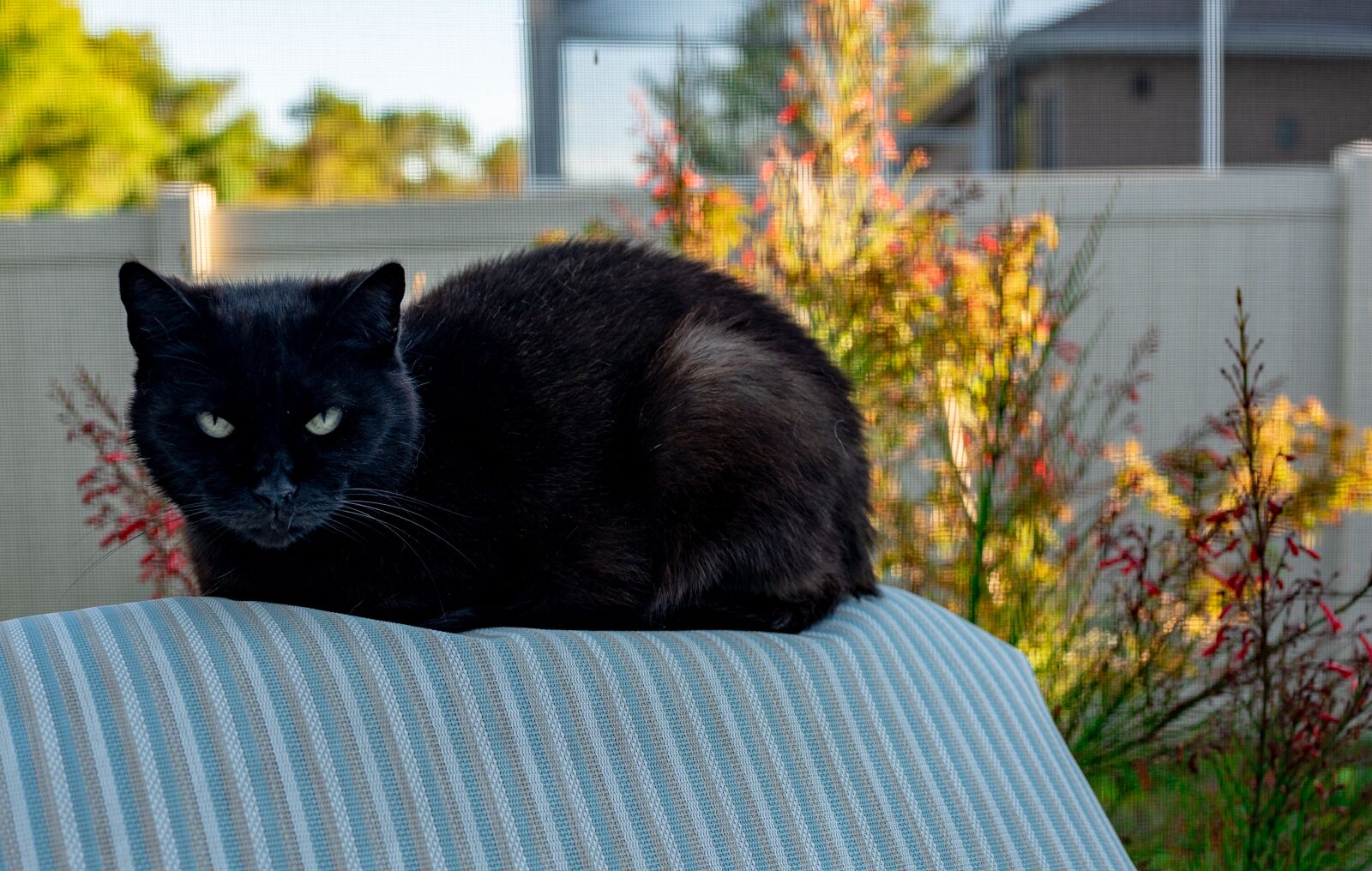 35mm F2.0 sample photo. Black cat, green eyes photography