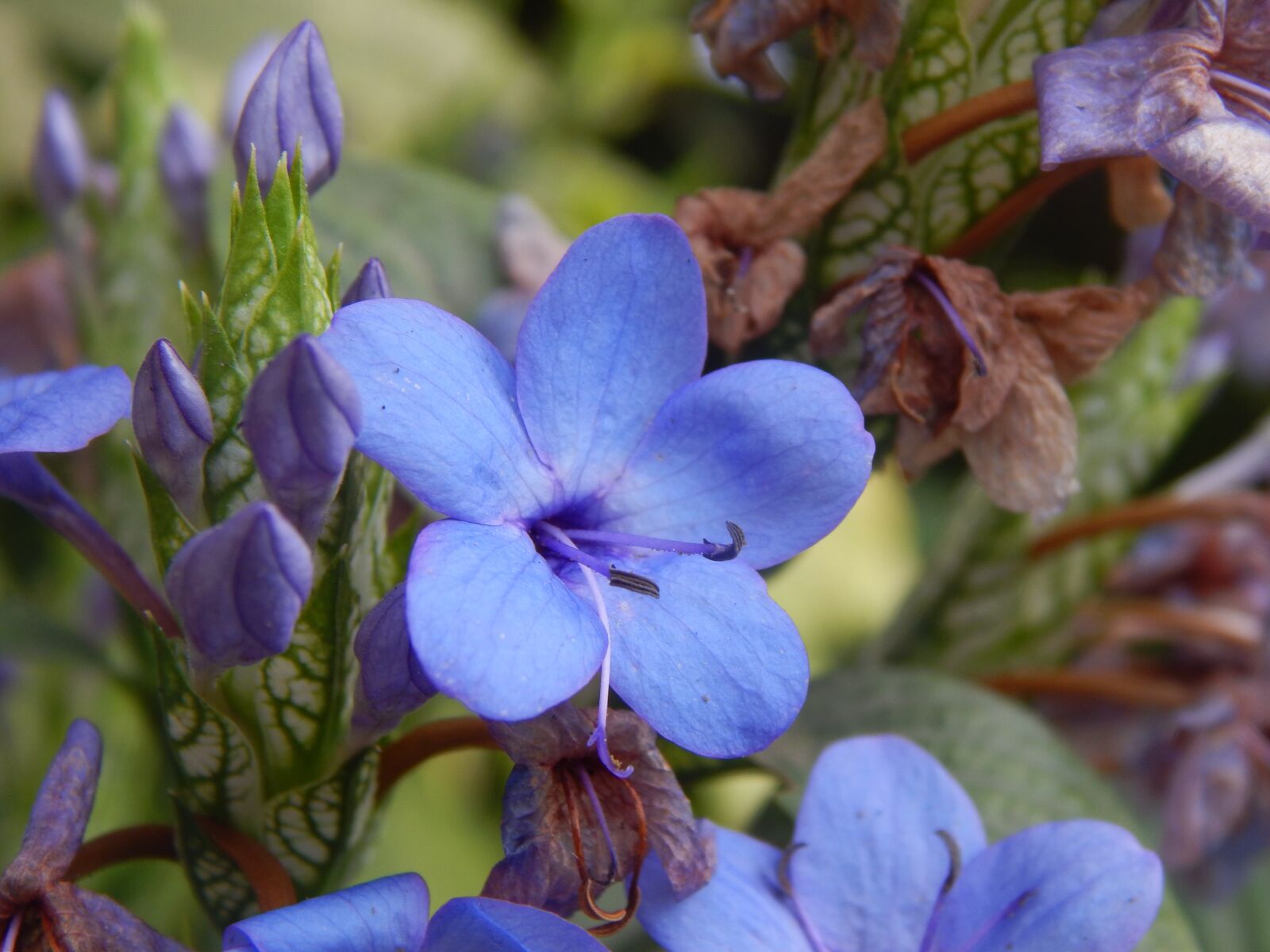 Nikon Coolpix L820 sample photo. Flower, blue, celeste photography