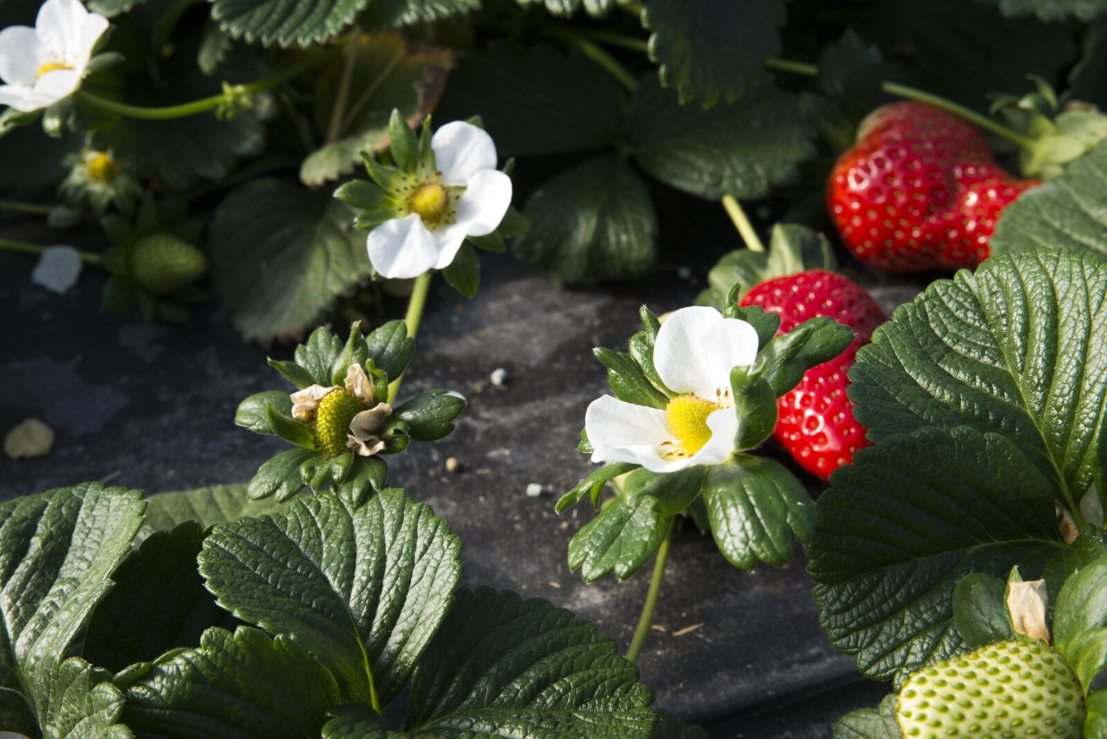 Nikon D610 sample photo. Flower, strawberry, strawberries photography