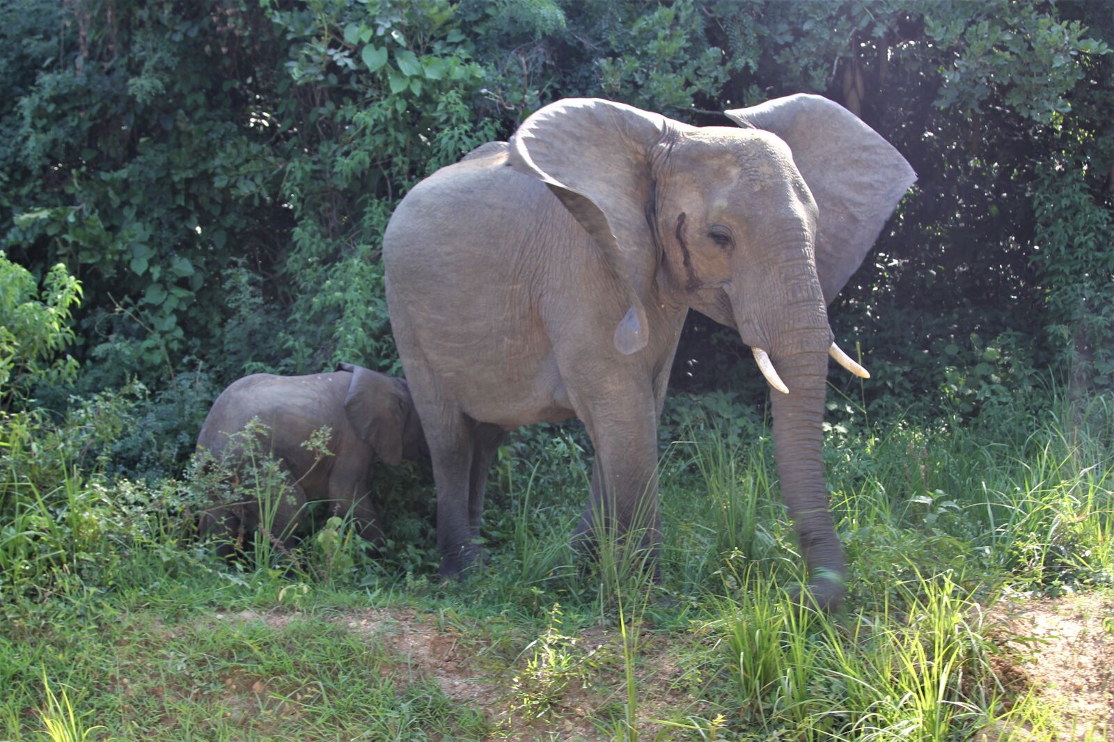 Canon EOS 60D + Canon EF 24-105mm F4L IS USM sample photo. Mother, african elephant, baby photography