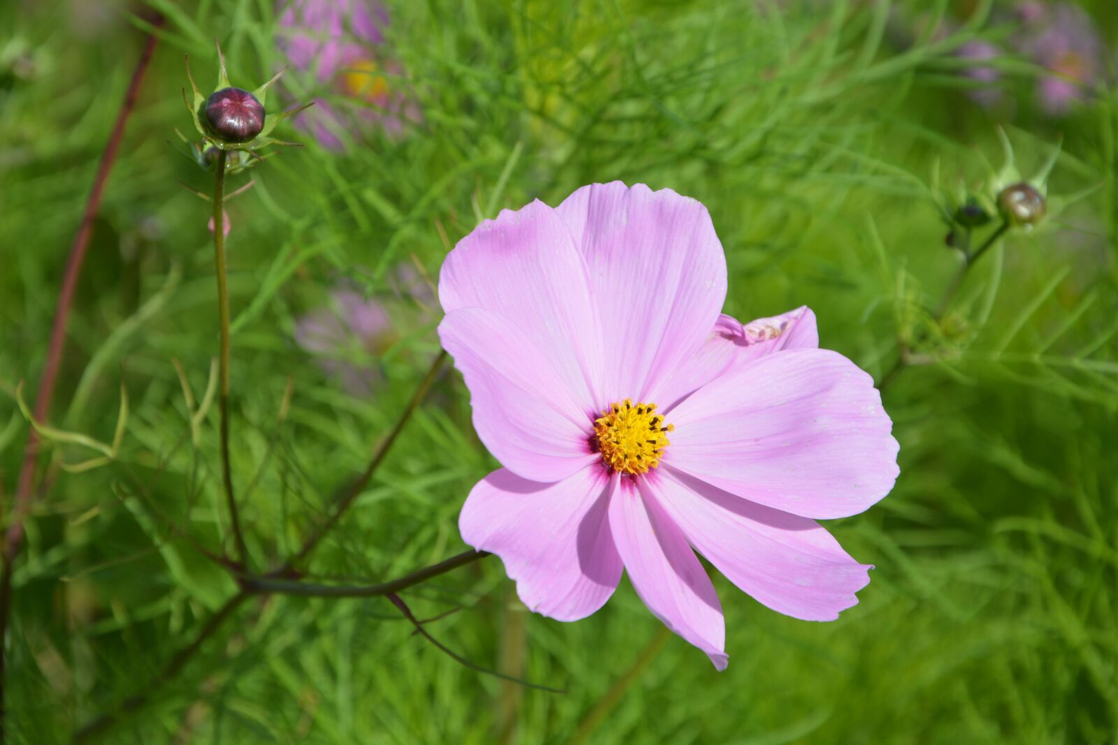 Nikon D5200 sample photo. Pink flower, nature, garden photography