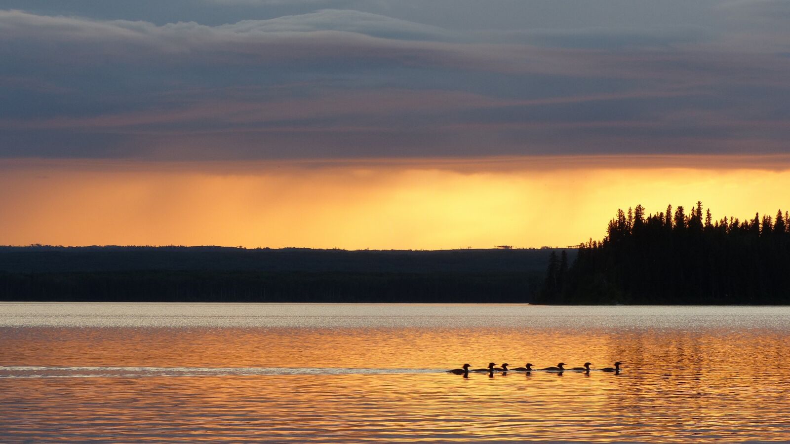 Panasonic Lumix DMC-FZ200 sample photo. Ducks, sunset, lake photography
