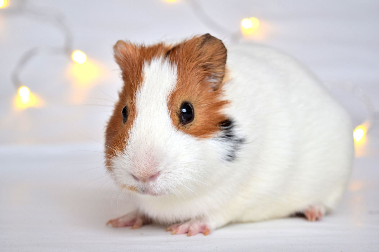 Nikon D3300 sample photo. Guineapig, pig, guinea photography