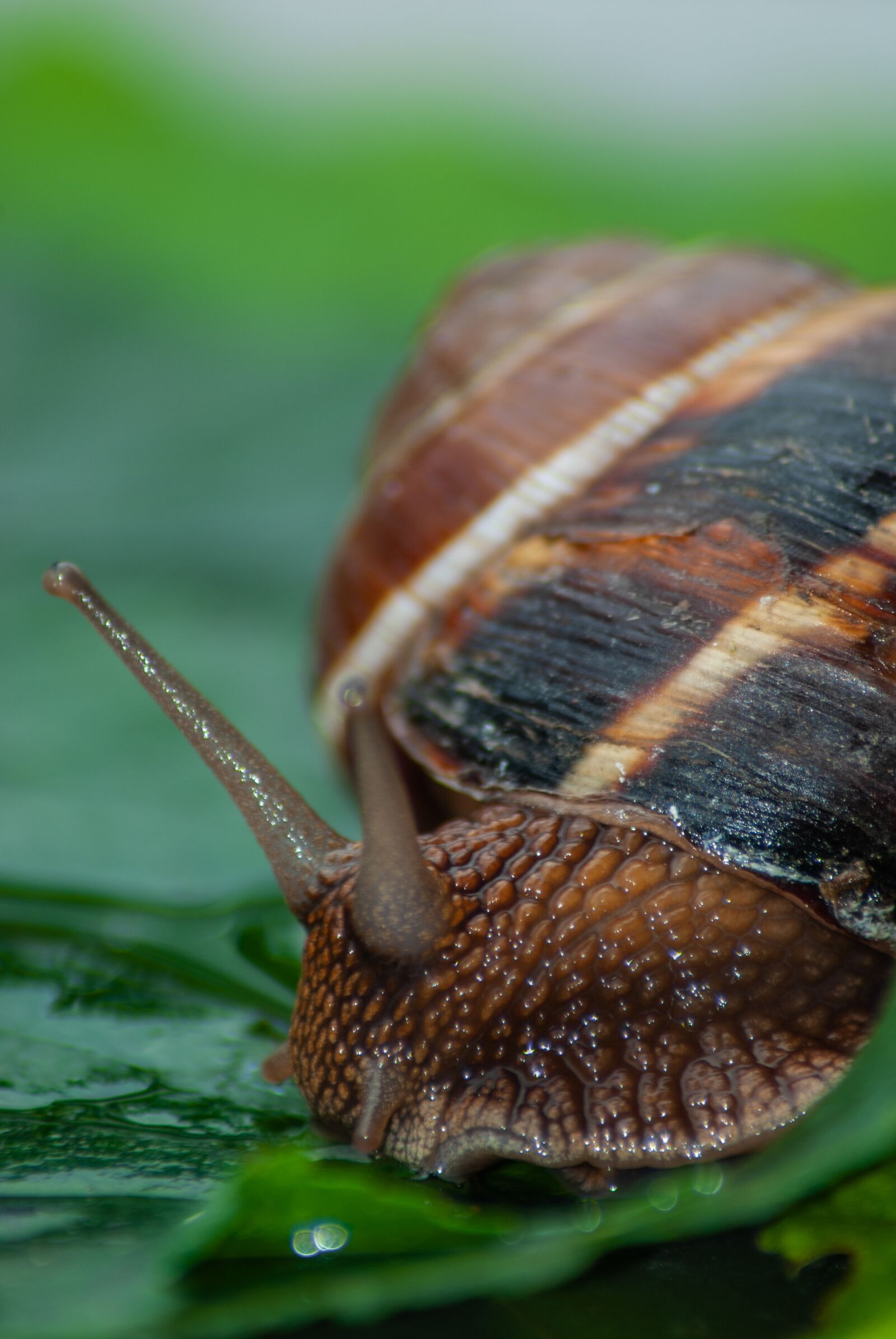 Nikon D60 sample photo. Snail, animal, mollusk photography