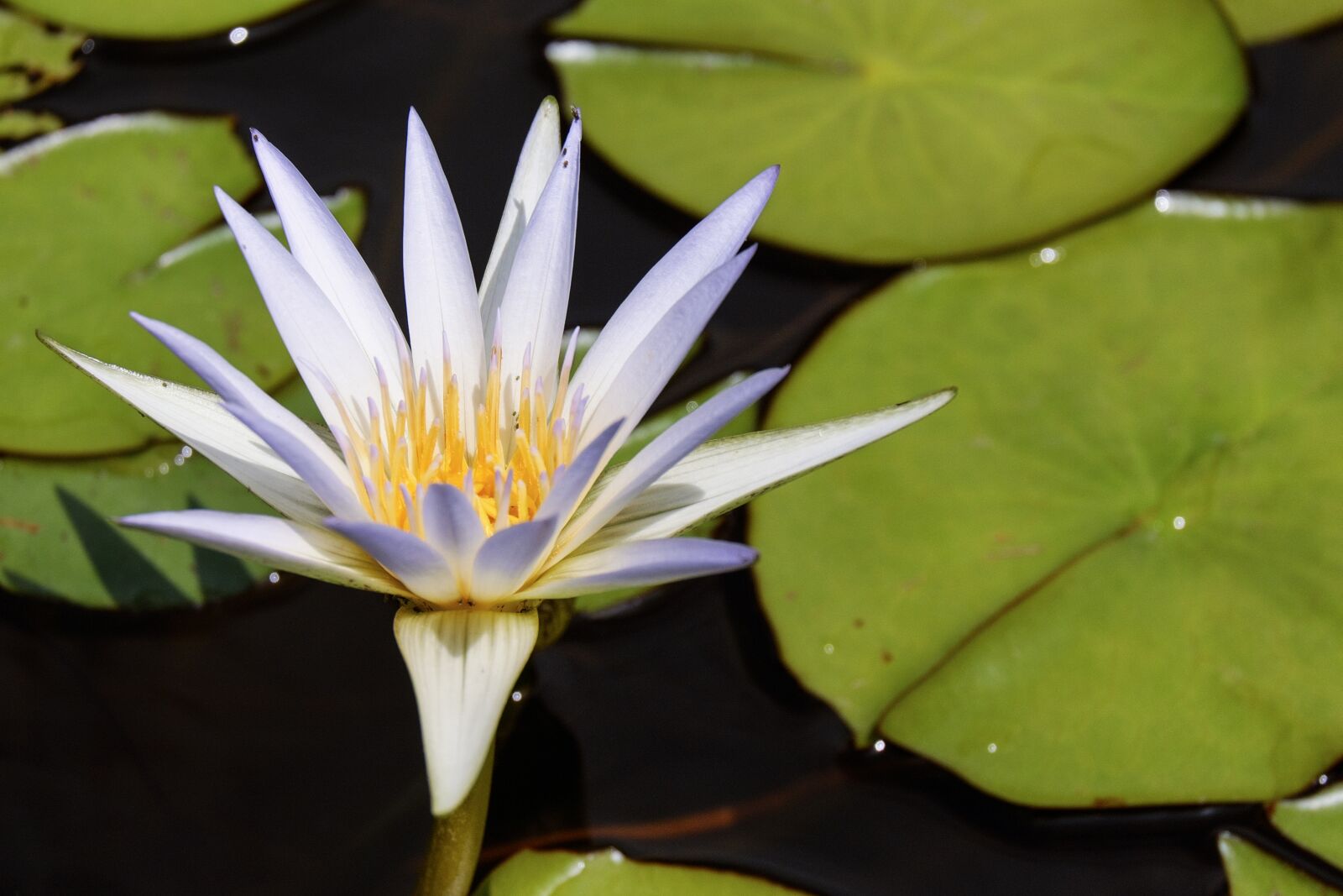 Fujifilm X-T10 + Fujifilm XC 50-230mm F4.5-6.7 OIS sample photo. Water lily, flower, blossom photography