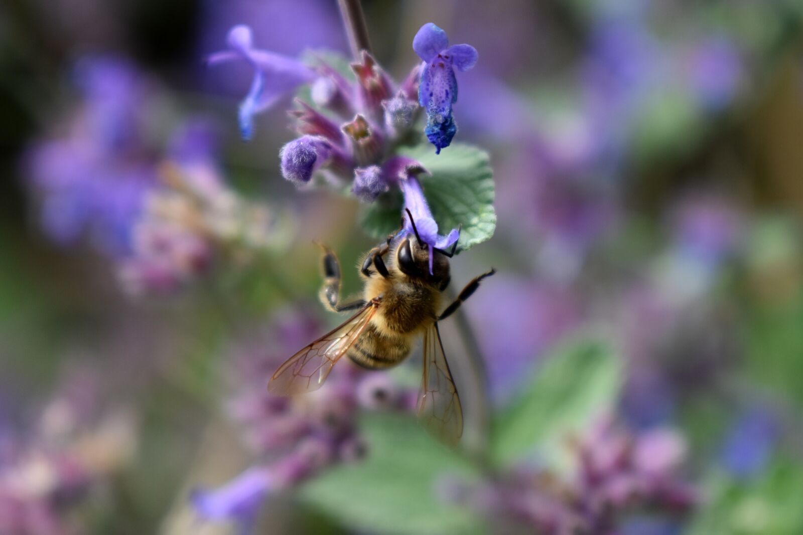 Nikon D3500 sample photo. Bee, bees, honey bee photography