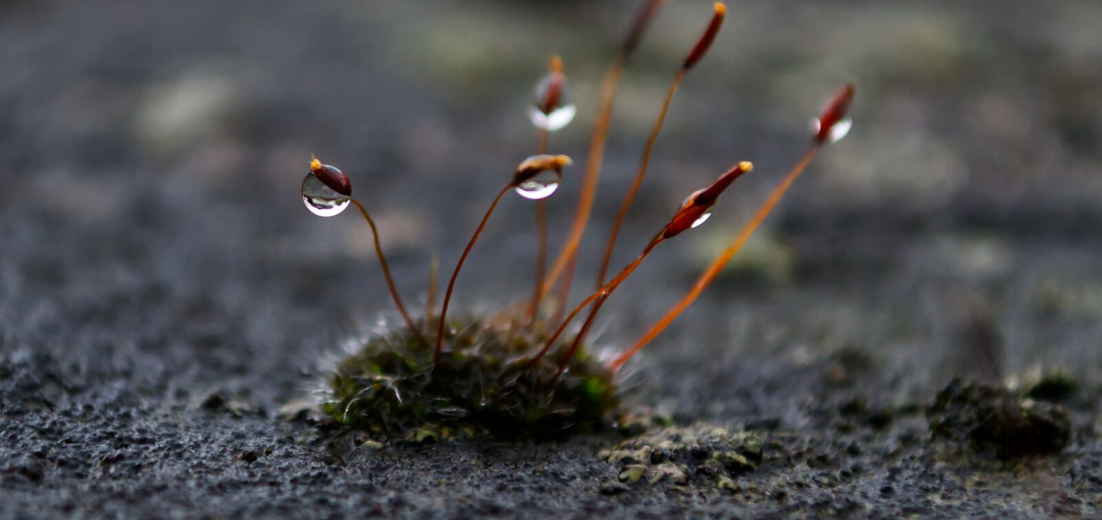 Nikon D3100 sample photo. Water, drip, rain photography