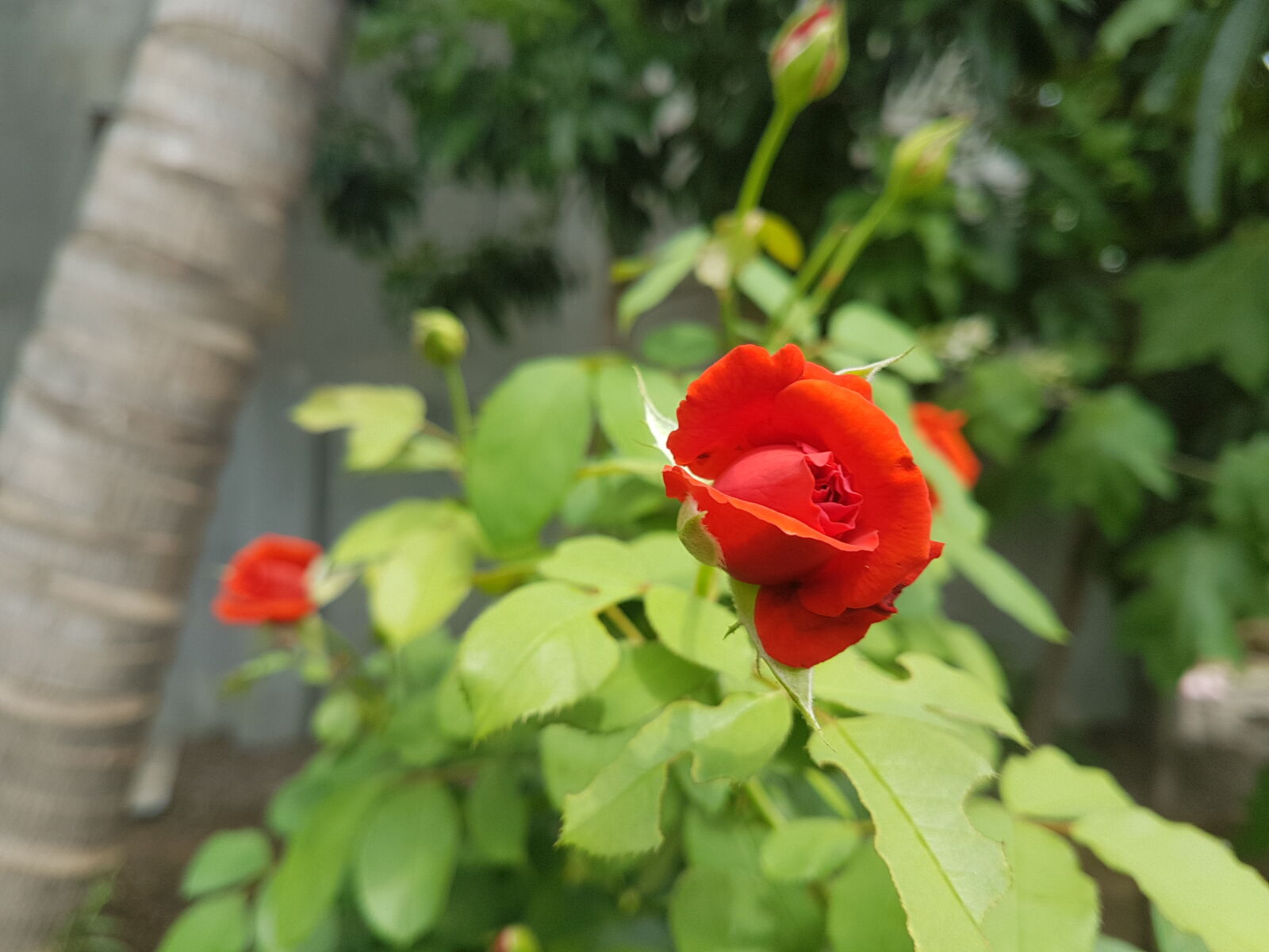 Samsung Galaxy S7 Edge sample photo. Red, rose, samsung, galaxy photography