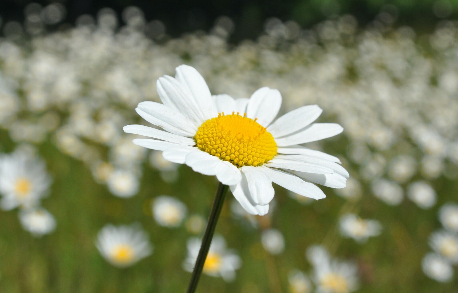 Nikon D90 sample photo. Ox-eye daisy, marguerite, spring photography