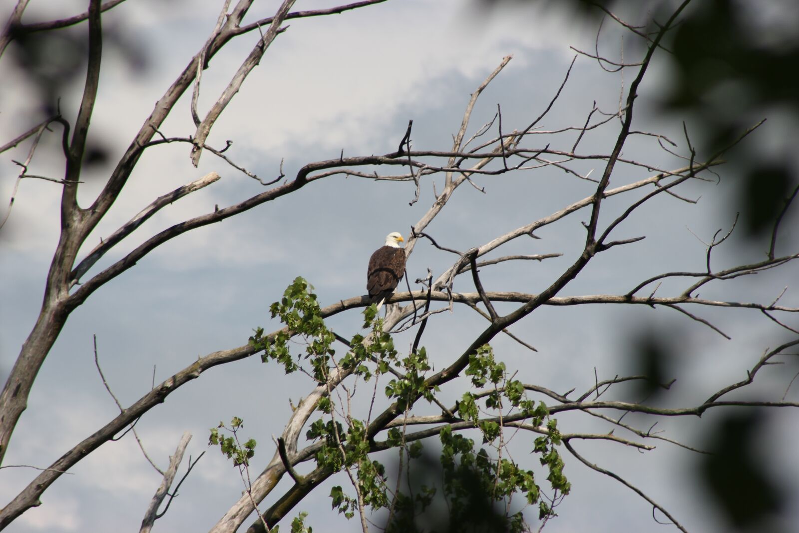 Canon EOS 550D (EOS Rebel T2i / EOS Kiss X4) sample photo. Bald eagle, bird, eagle photography