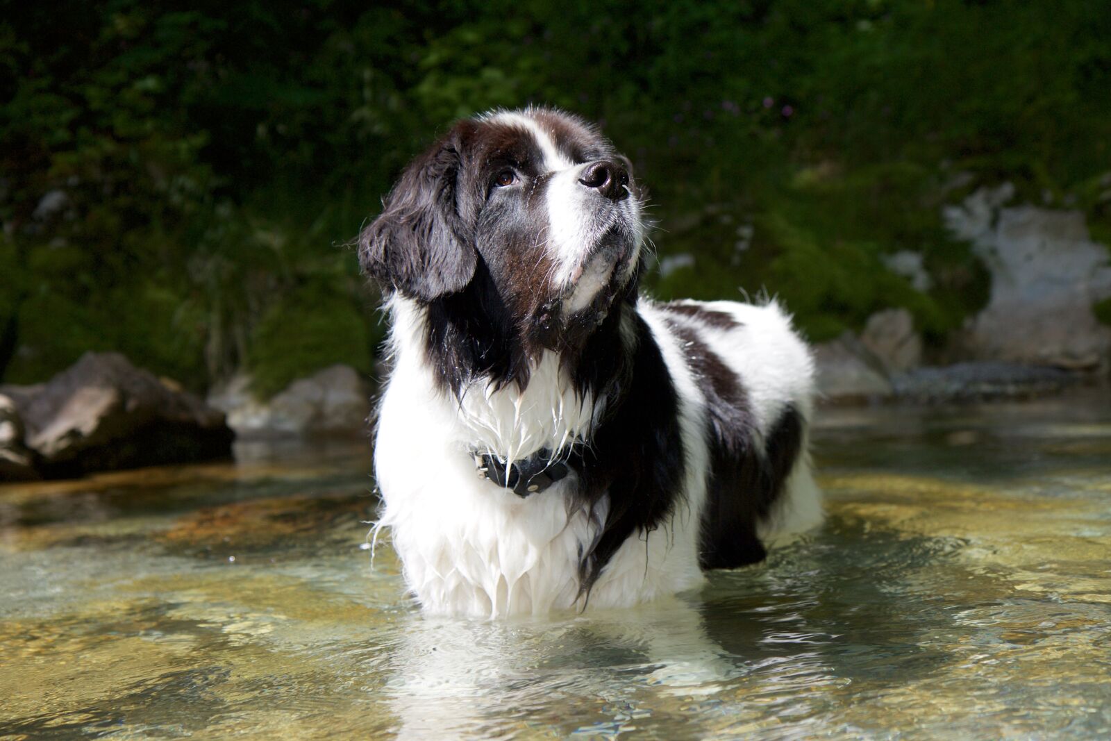 Canon EOS 70D sample photo. Landseer, dog, water photography