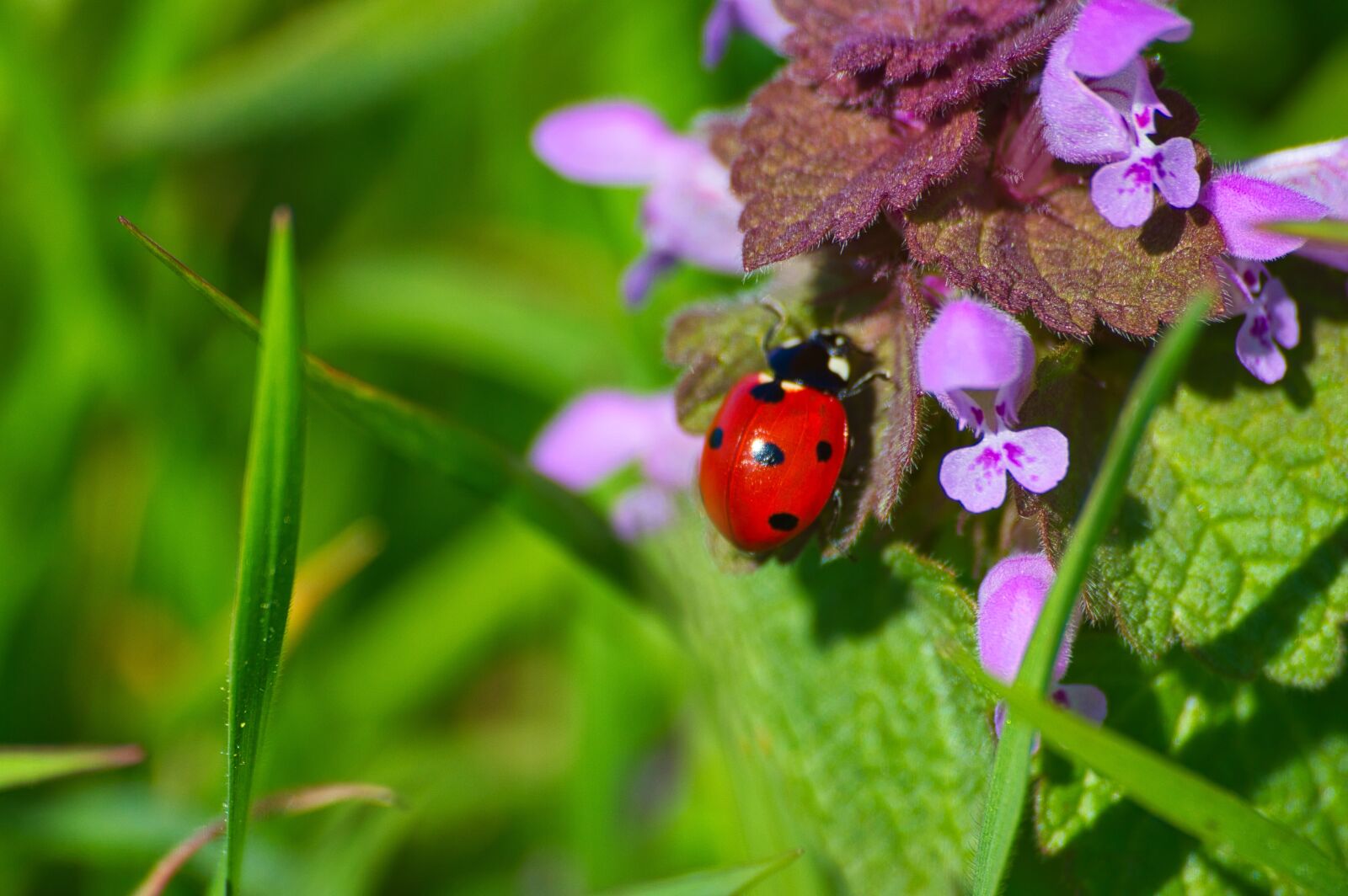 Nikon D3200 sample photo. Ladybird, bug, insect photography