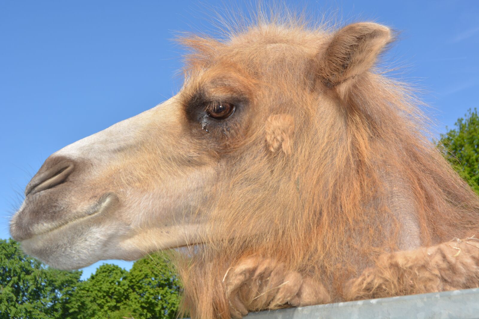 Nikon D5200 sample photo. Dromeda, camel, zoo photography