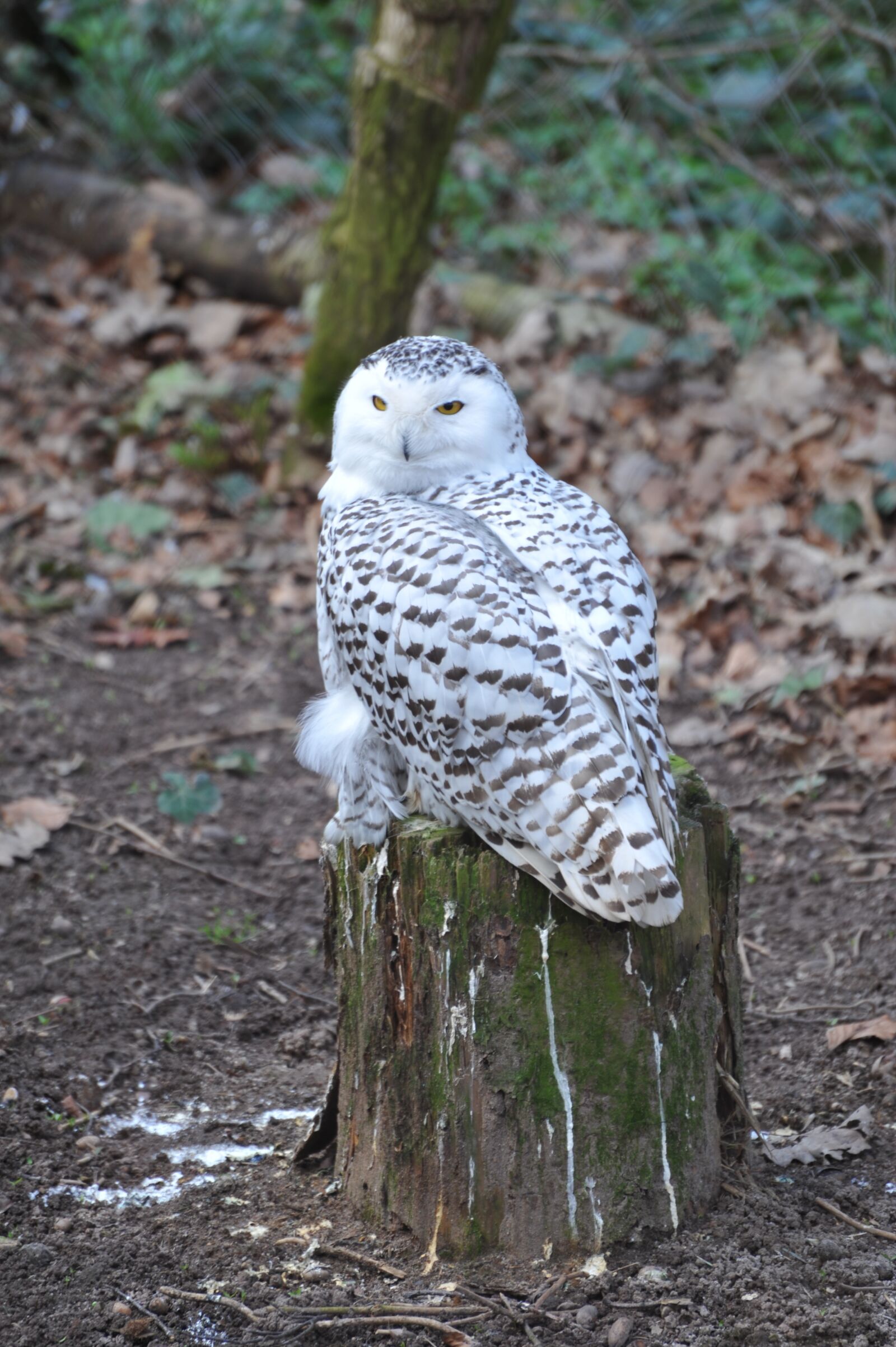 Nikon D700 sample photo. Snowy owl, zoo, pforzheim photography