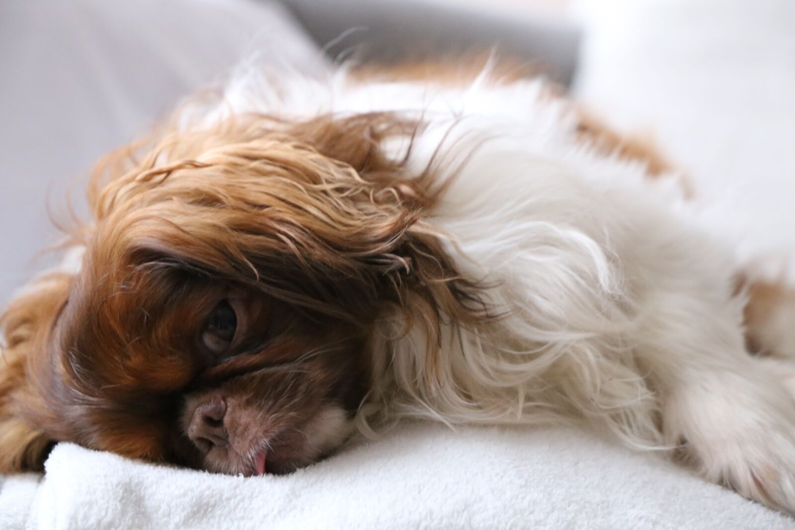 Canon EF 24-105mm F3.5-5.6 IS STM sample photo. Dog, cute, pet photography