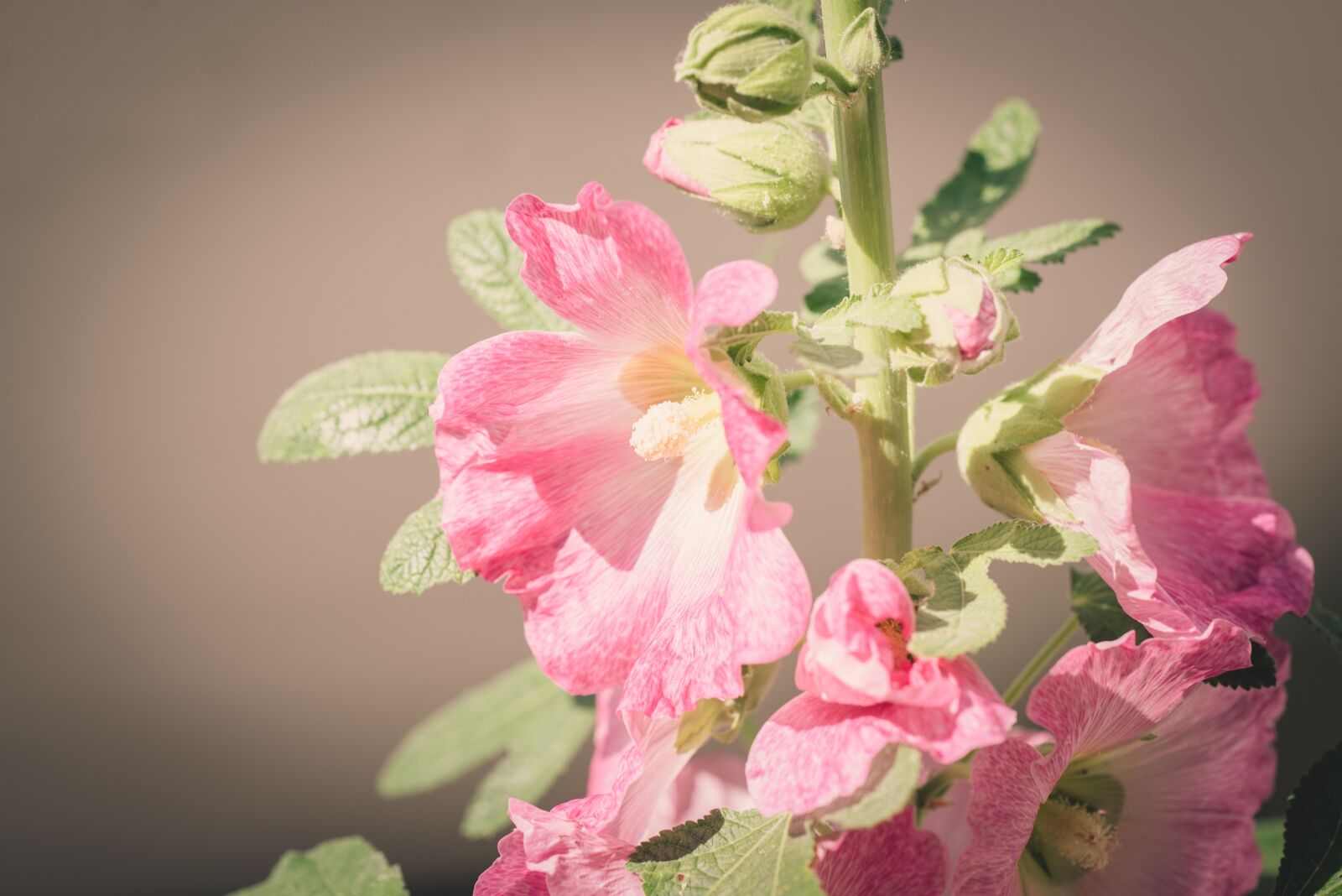 Nikon D750 sample photo. Stock rose, flower, flowers photography