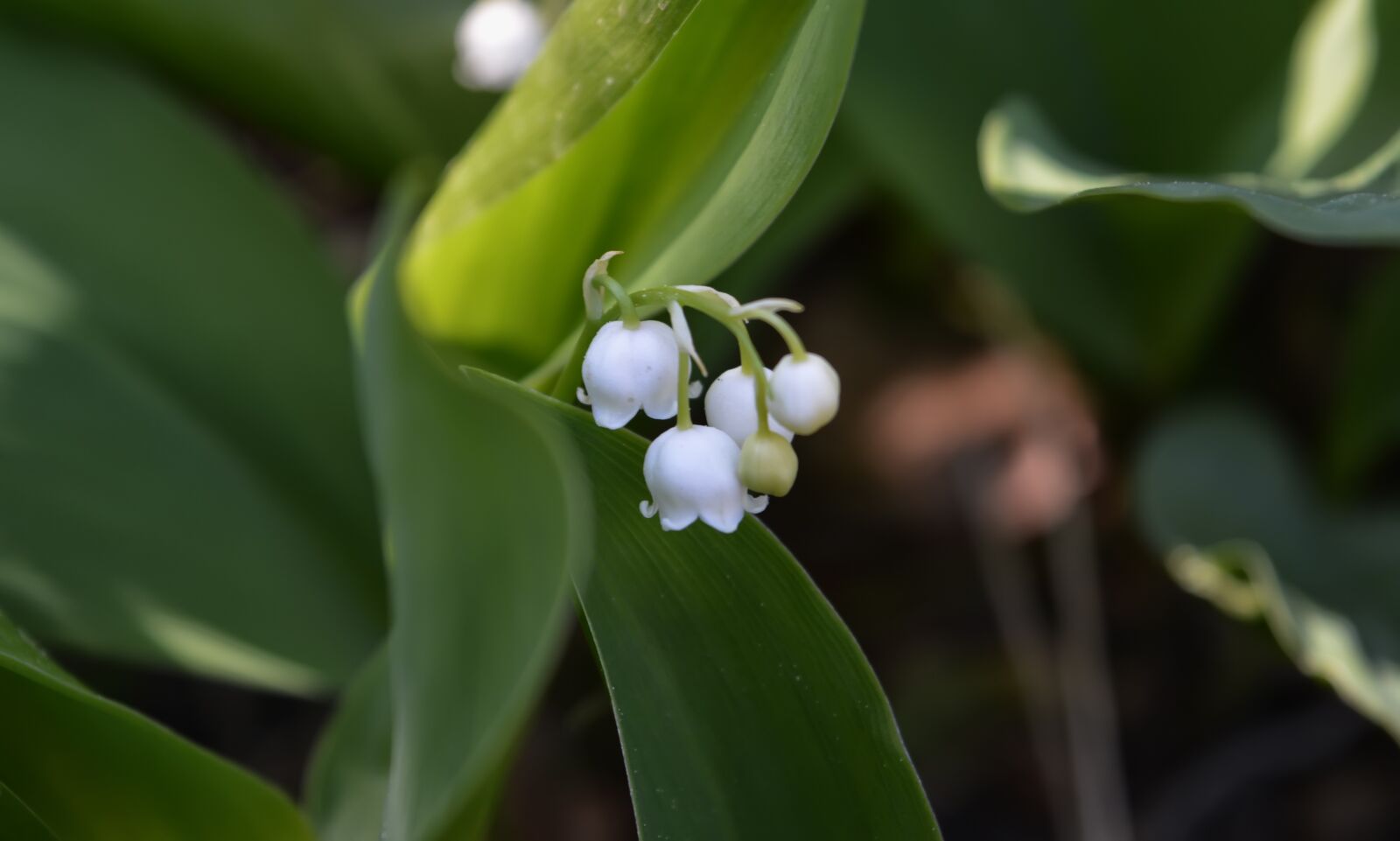 Nikon D5200 sample photo. Flowers, lilies of the photography