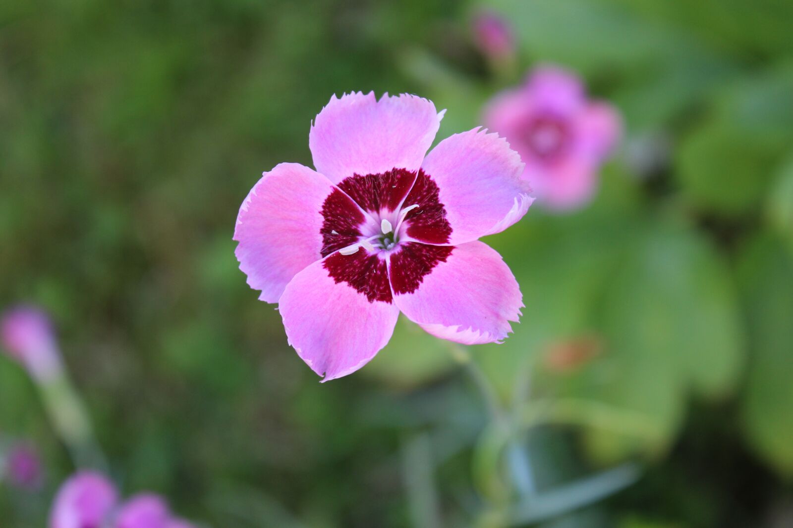 Canon EOS 1200D (EOS Rebel T5 / EOS Kiss X70 / EOS Hi) sample photo. Flower, garden, nature photography