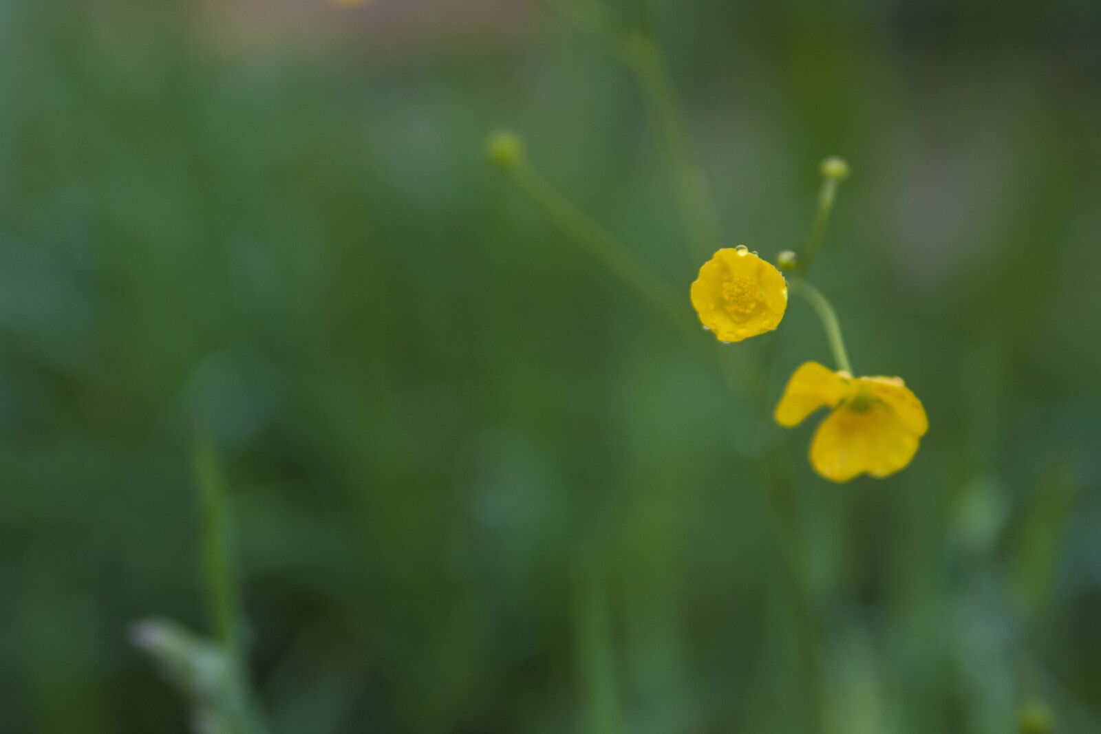 Canon EOS 40D sample photo. Grass, green, meadow photography